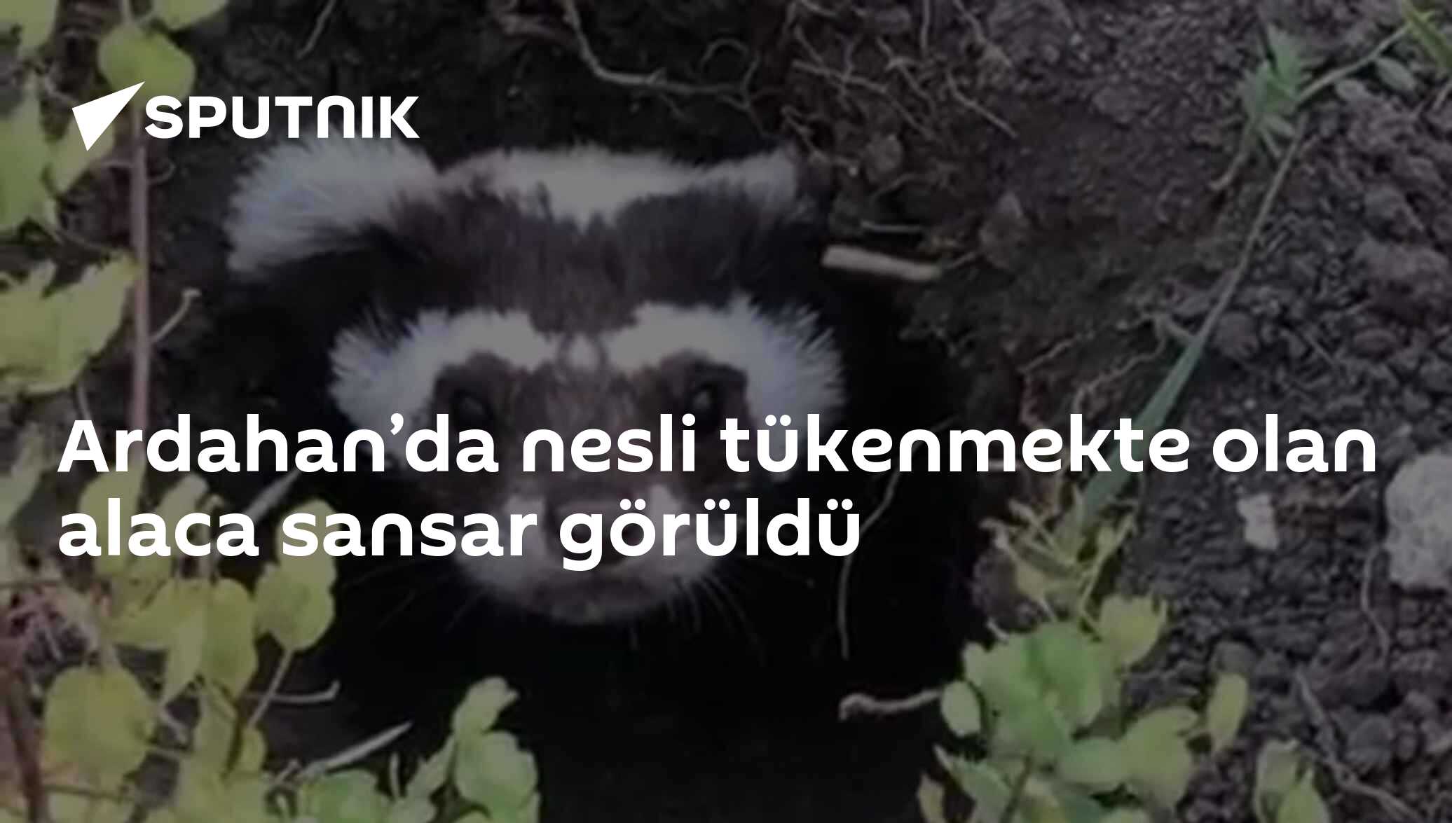 Ardahan’da nesli tükenmekte olan alaca sansar görüldü - 15.07.2020 ...