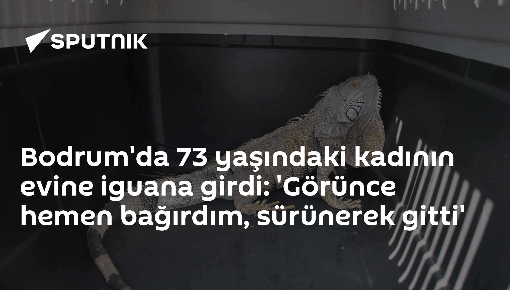 Bodrum'da 73 yaşındaki kadının evine iguana girdi: 'Görünce hemen ...