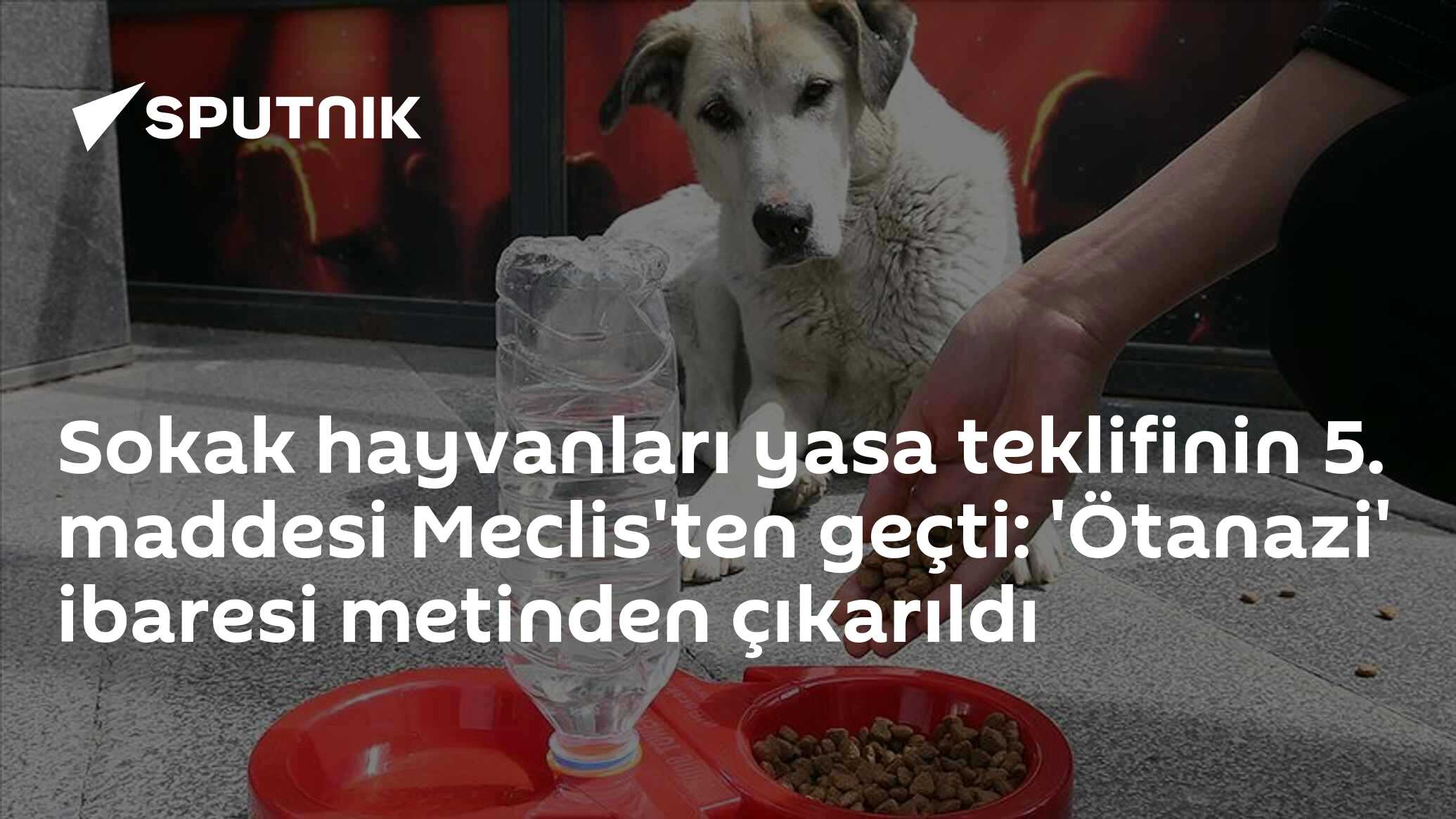 Sokak Hayvanları Yasa Teklifinin 5. Maddesi Meclis'ten Geçti: 'Ötanazi ...