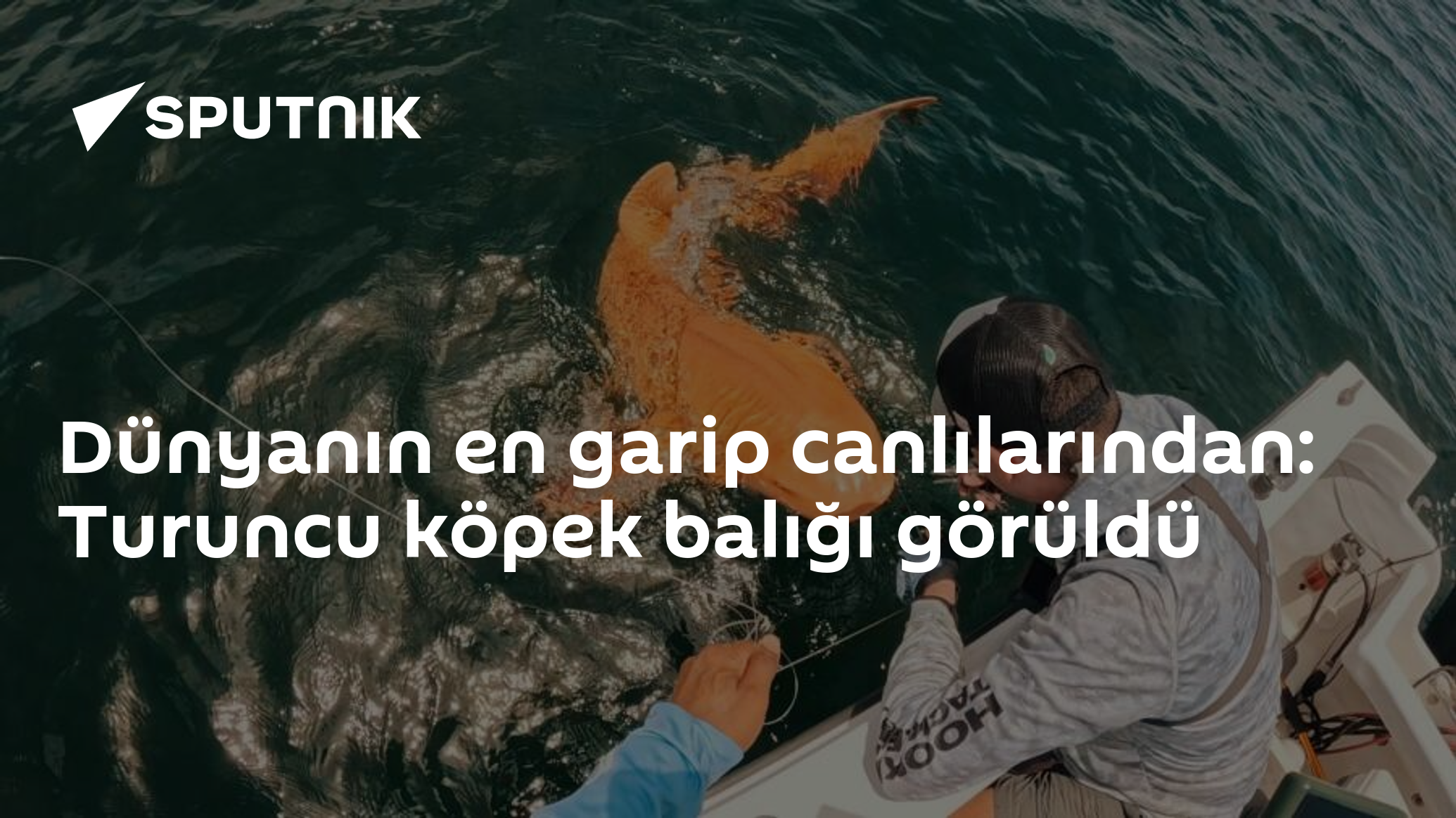Dünyanın en garip canlılarından: Turuncu köpek balığı görüldü