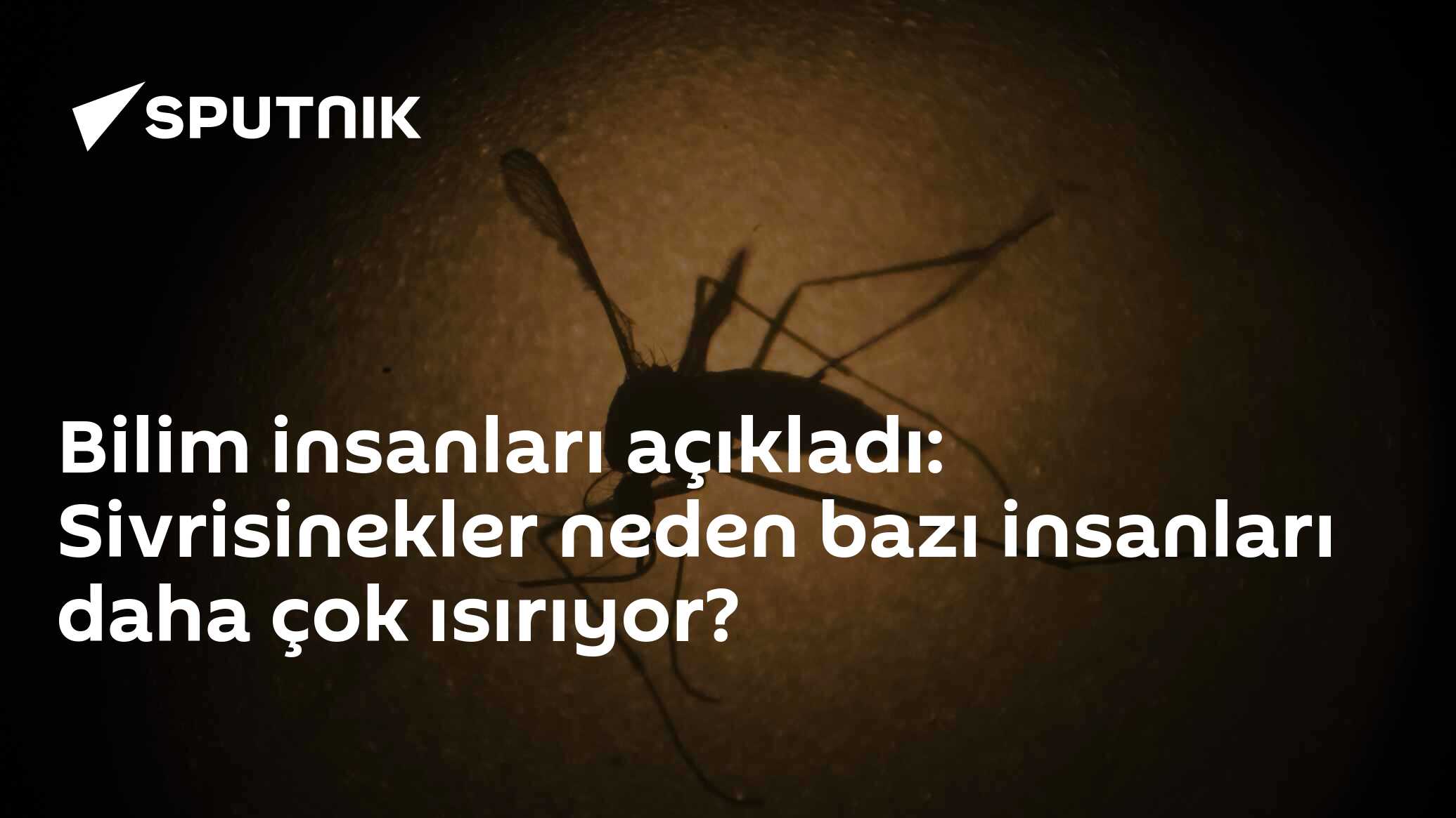 Bilim insanları açıkladı: Sivrisinekler neden bazı insanları daha çok ısırıyor?