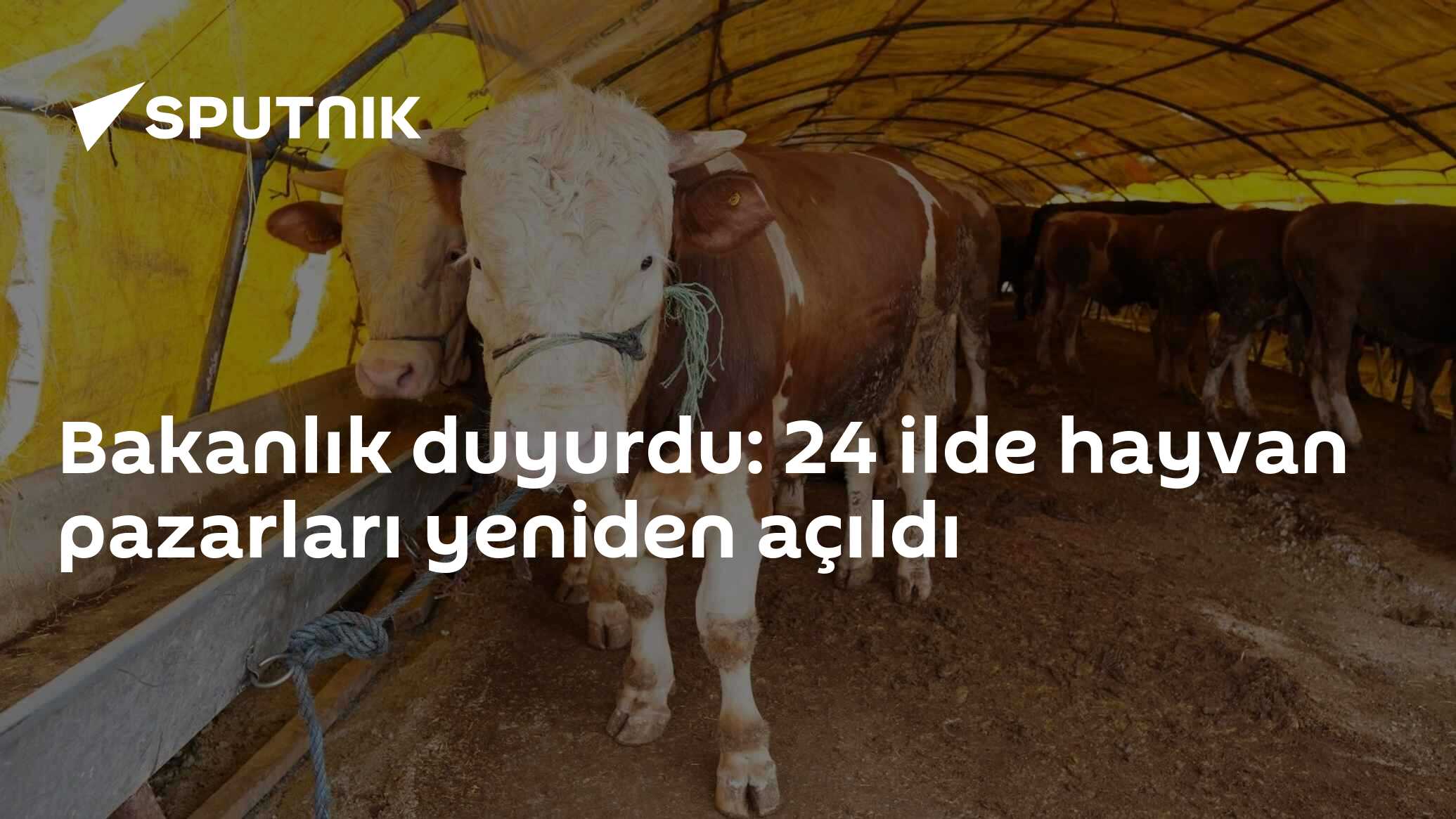 Bakanlık duyurdu: 24 ilde hayvan pazarları yeniden açıldı