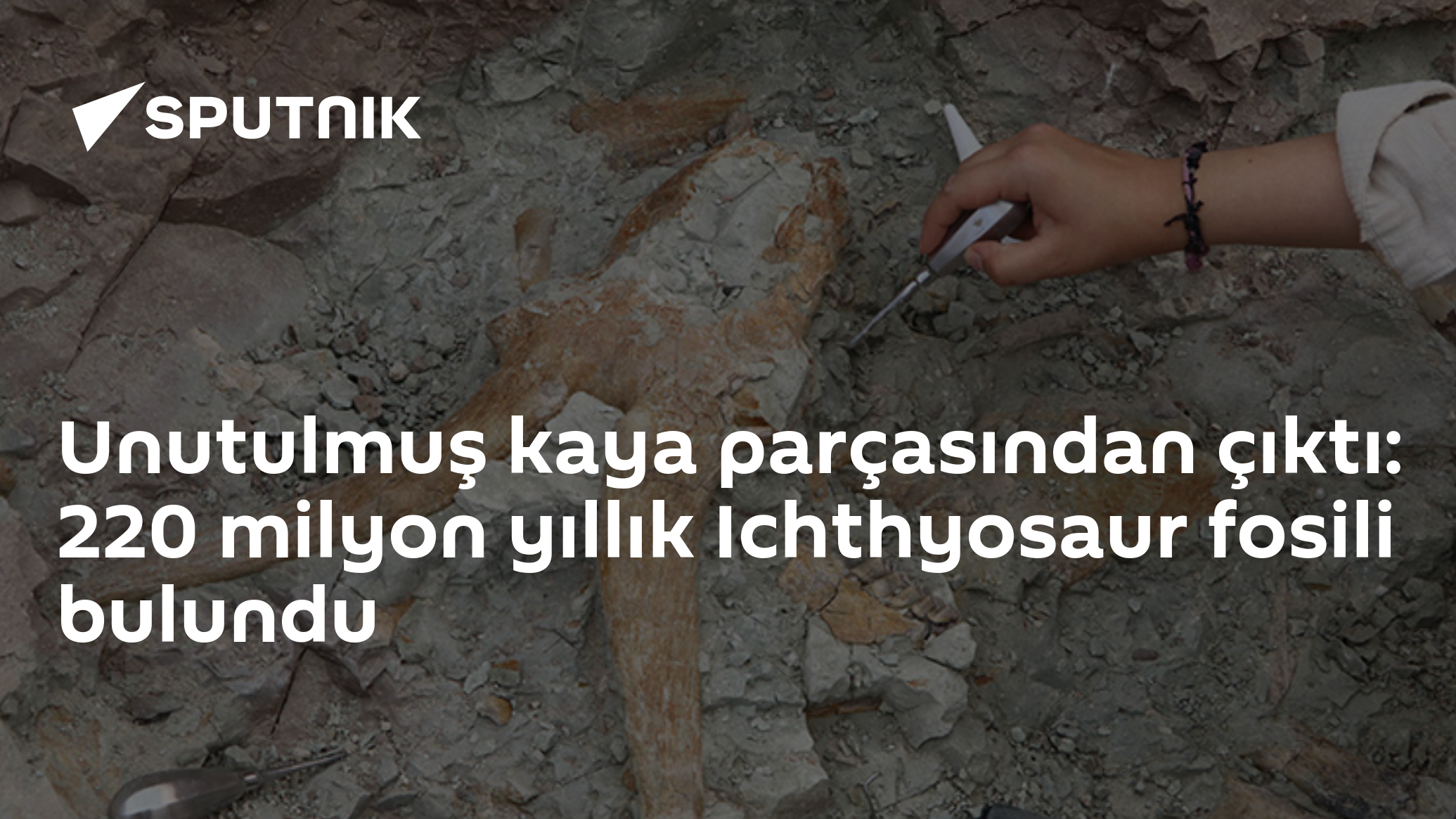 Unutulmuş kaya parçasından çıktı: 220 milyon yıllık Ichthyosaur fosili bulundu