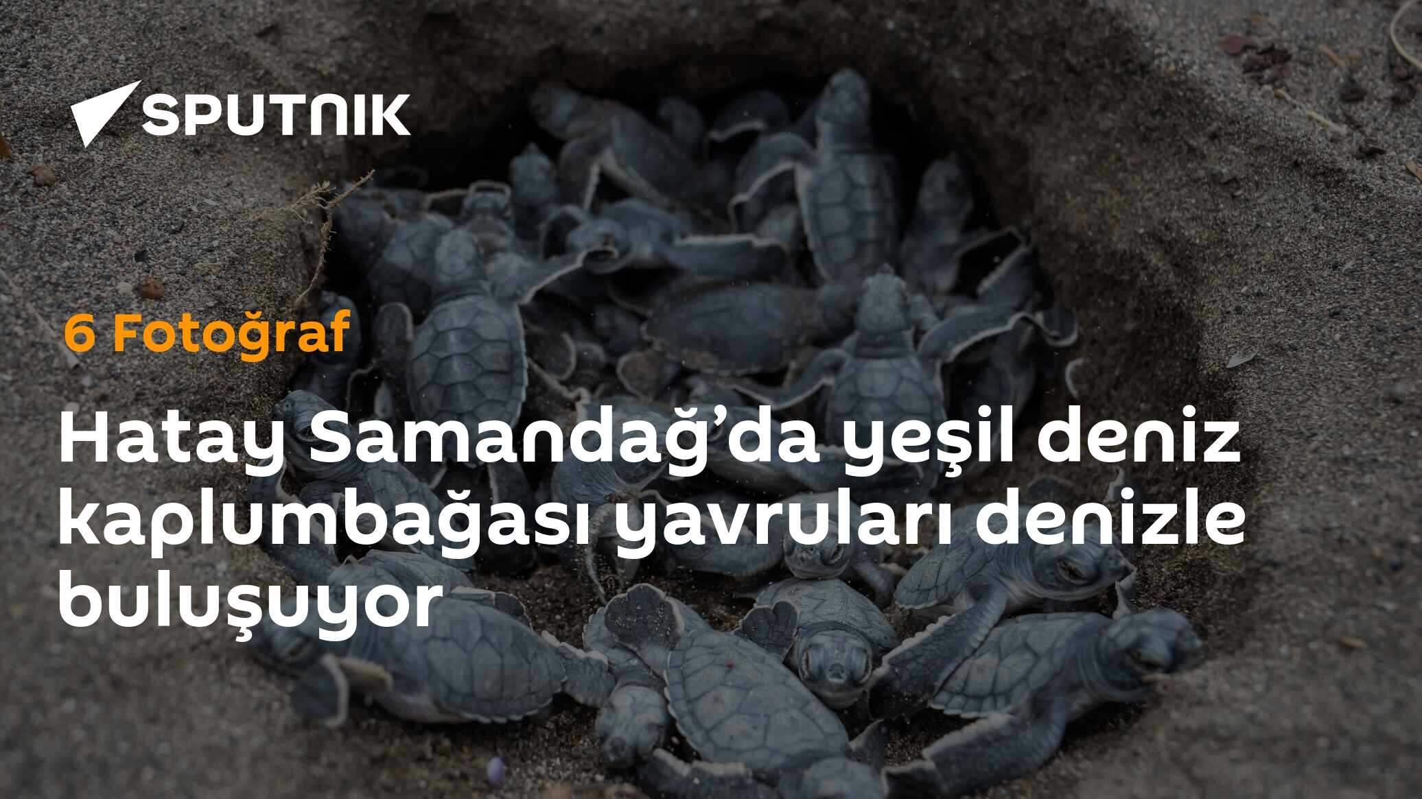 Hatay Samandağ’da yeşil deniz kaplumbağası yavruları denizle buluşuyor