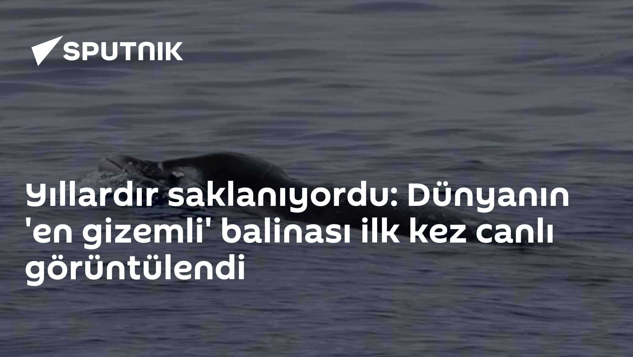 Yıllardır saklanıyordu: Dünyanın 'en gizemli' balinası ilk kez canlı görüntülendi