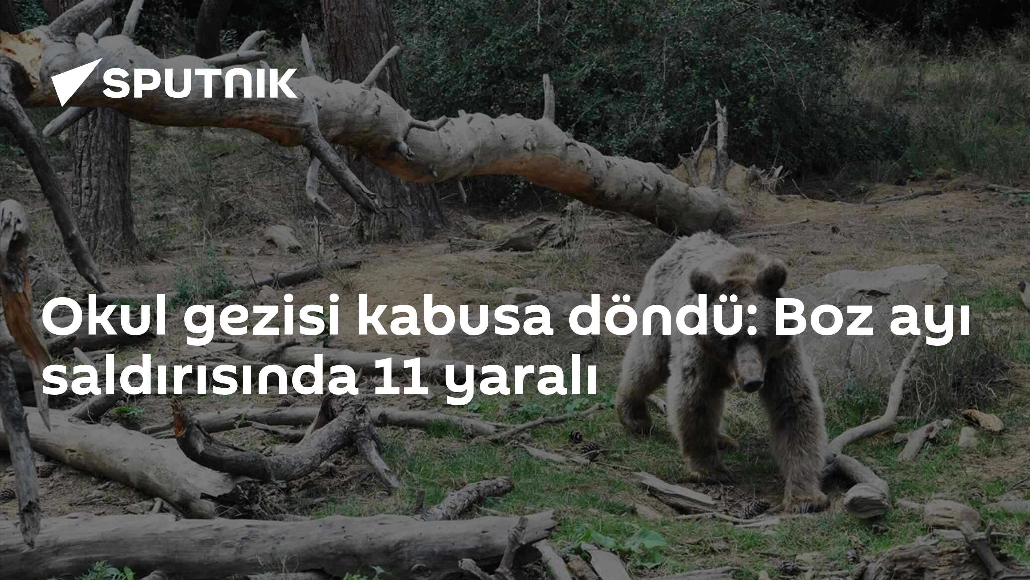 Okul gezisi kabusa döndü: Boz ayı saldırısında 11 yaralı