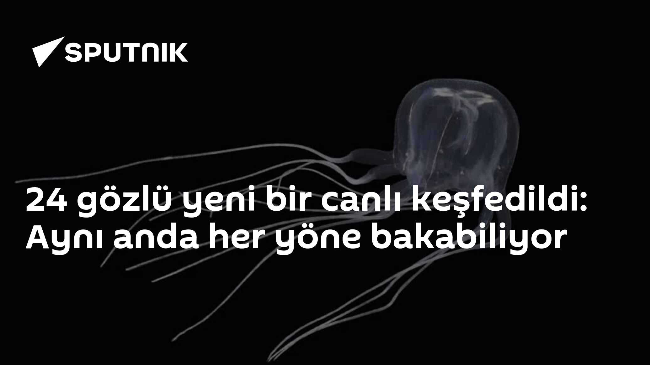 24 gözlü yeni bir canlı keşfedildi: Aynı anda her yöne bakabiliyor