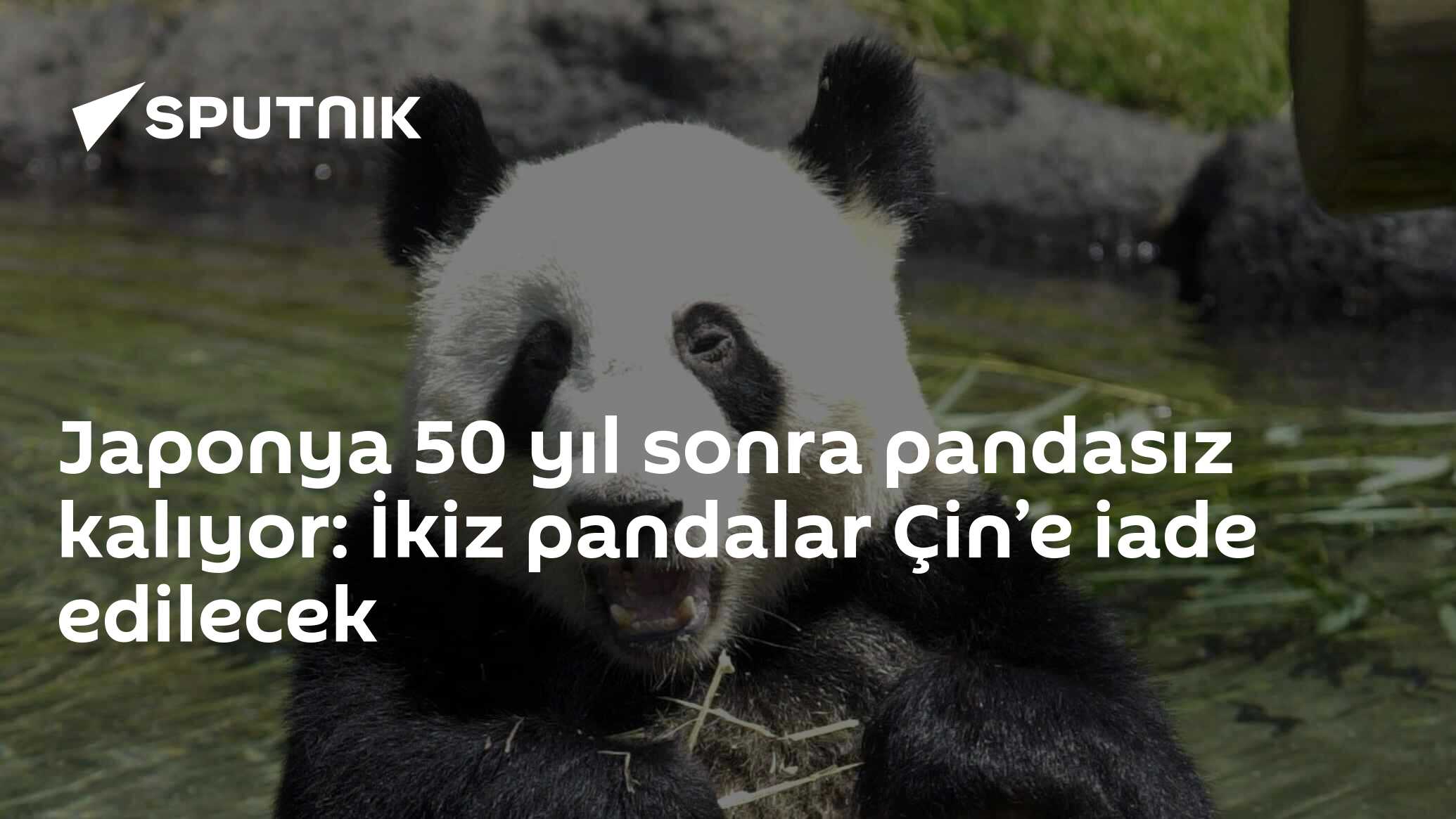 Japonya 50 yıl sonra pandasız kalıyor: İkiz pandalar Çin’e iade edilecek