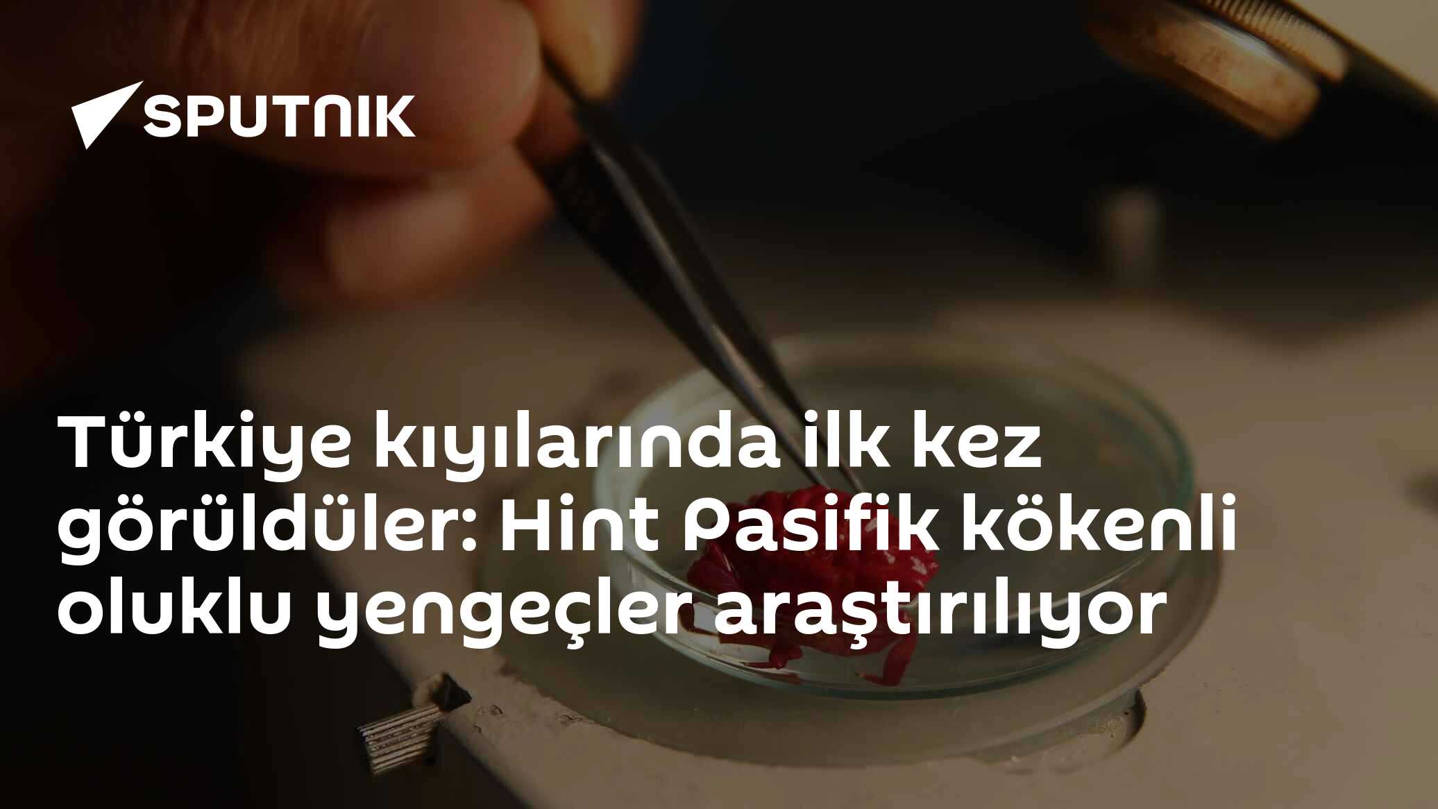 Türkiye kıyılarında ilk kez görüldüler: Hint Pasifik kökenli oluklu yengeçler araştırılıyor