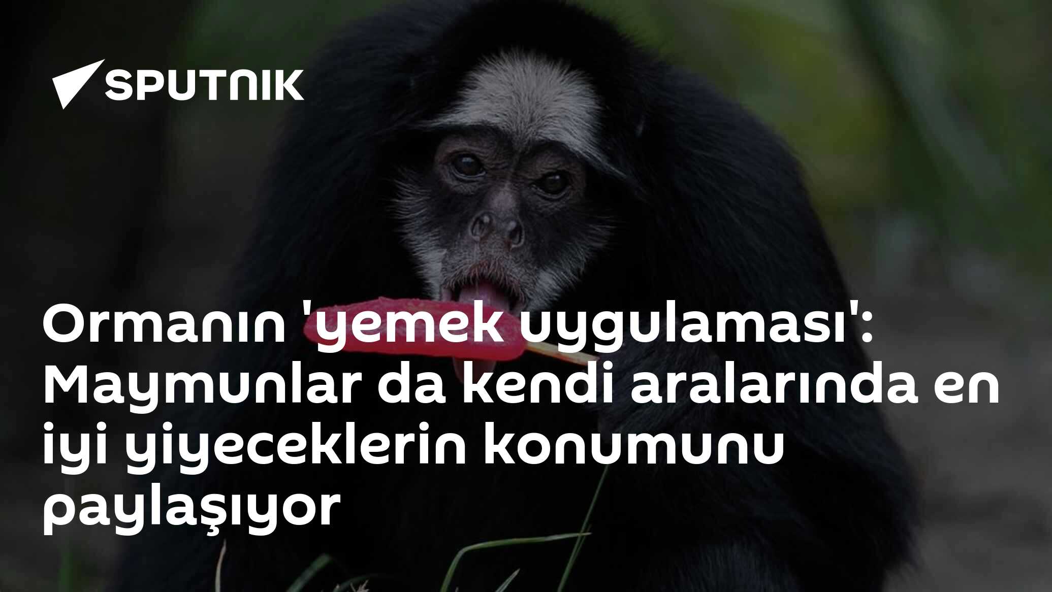 Ormanın 'Yemek Uygulaması': Maymunlar Aralarında En İyi Yiyeceklerin Konumunu Paylaşıyor