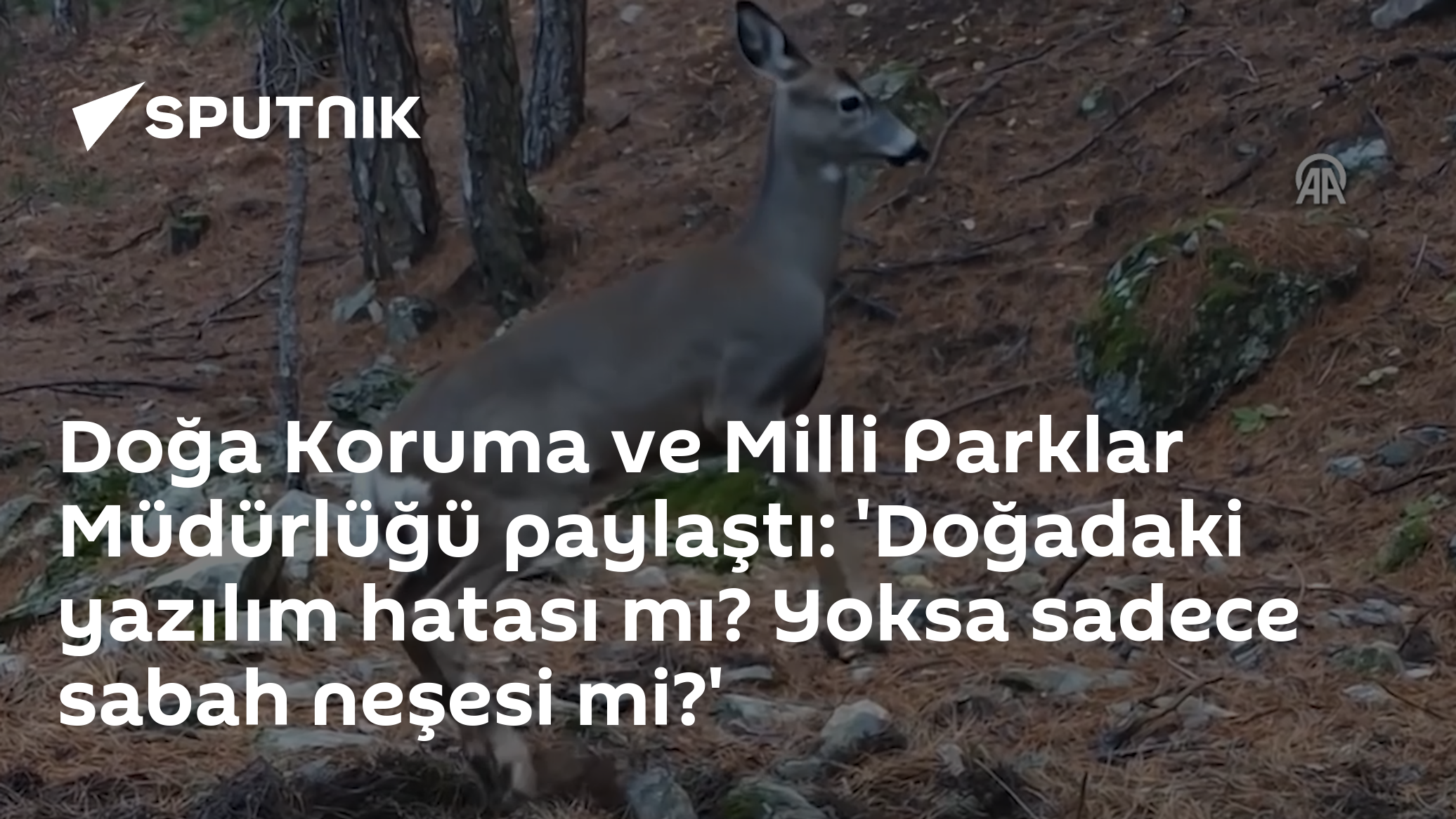 Doğa Koruma ve Milli Parklar Müdürlüğü'nün Karaca Fotoğrafları: Doğadaki Yazılım Hatası mı Yoksa Sabah Neşesi mi?