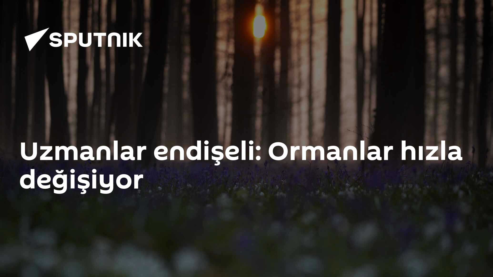 Ormanlar Hızla Değişiyor: Türleri Kaybediyor ve Şoklara Dayanılamıyor