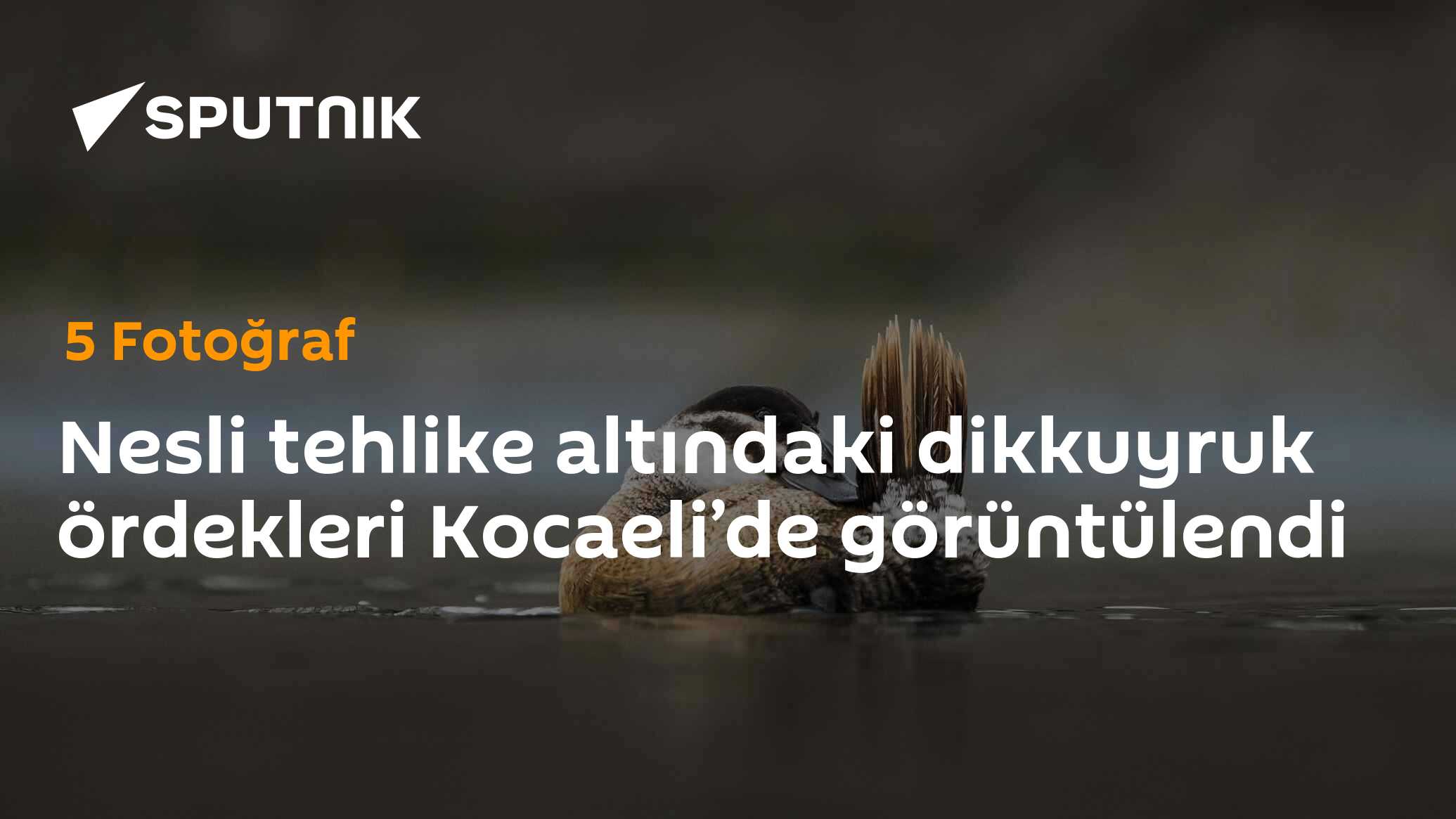 Kocaelide Görültülen Dikkuyruk Örüdü: Nesli Tehlike Altında