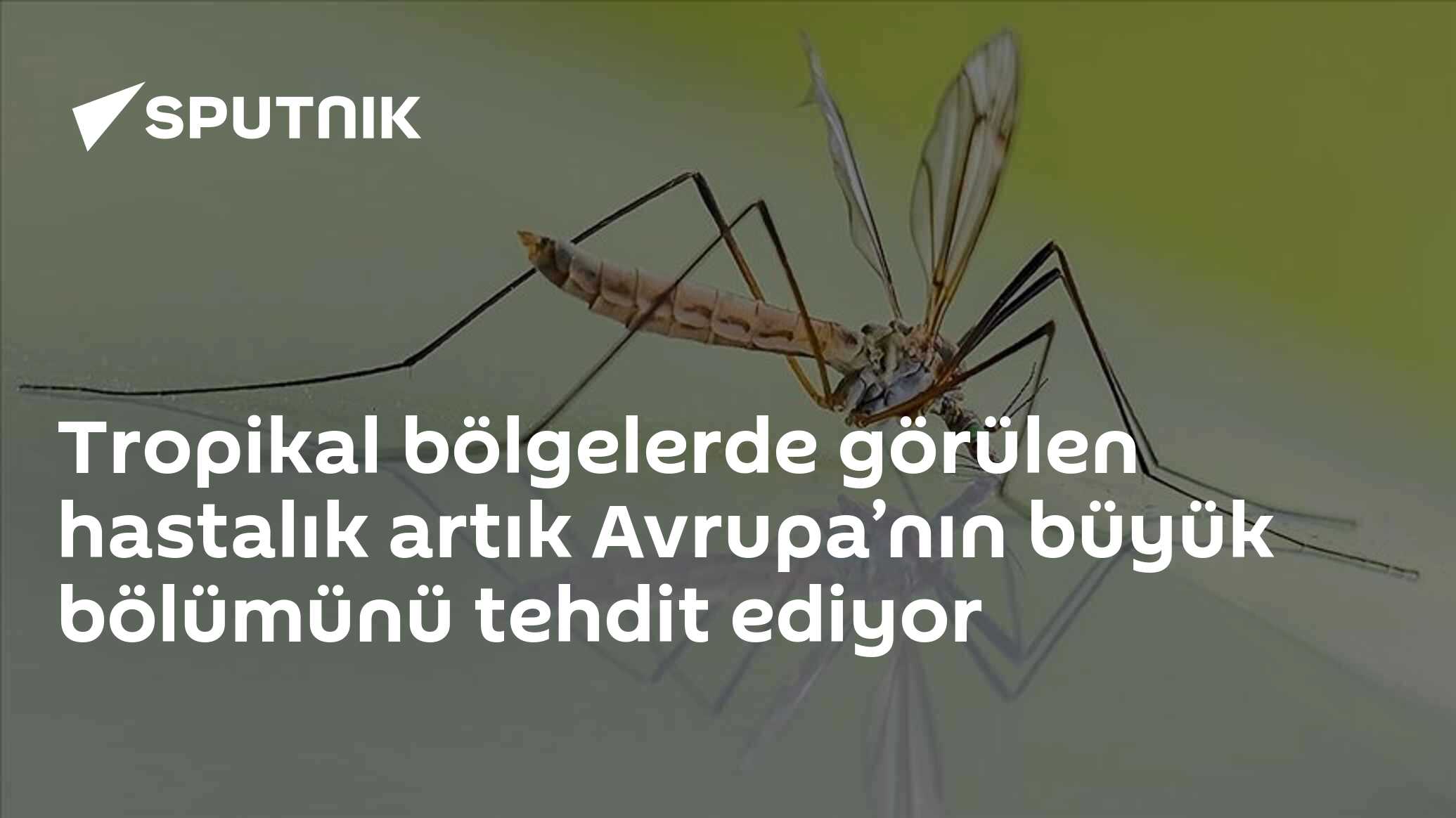 Tropikal bölgelerde görülen hastalık artık Avrupa’nın büyük bölümünü tehdit ediyor