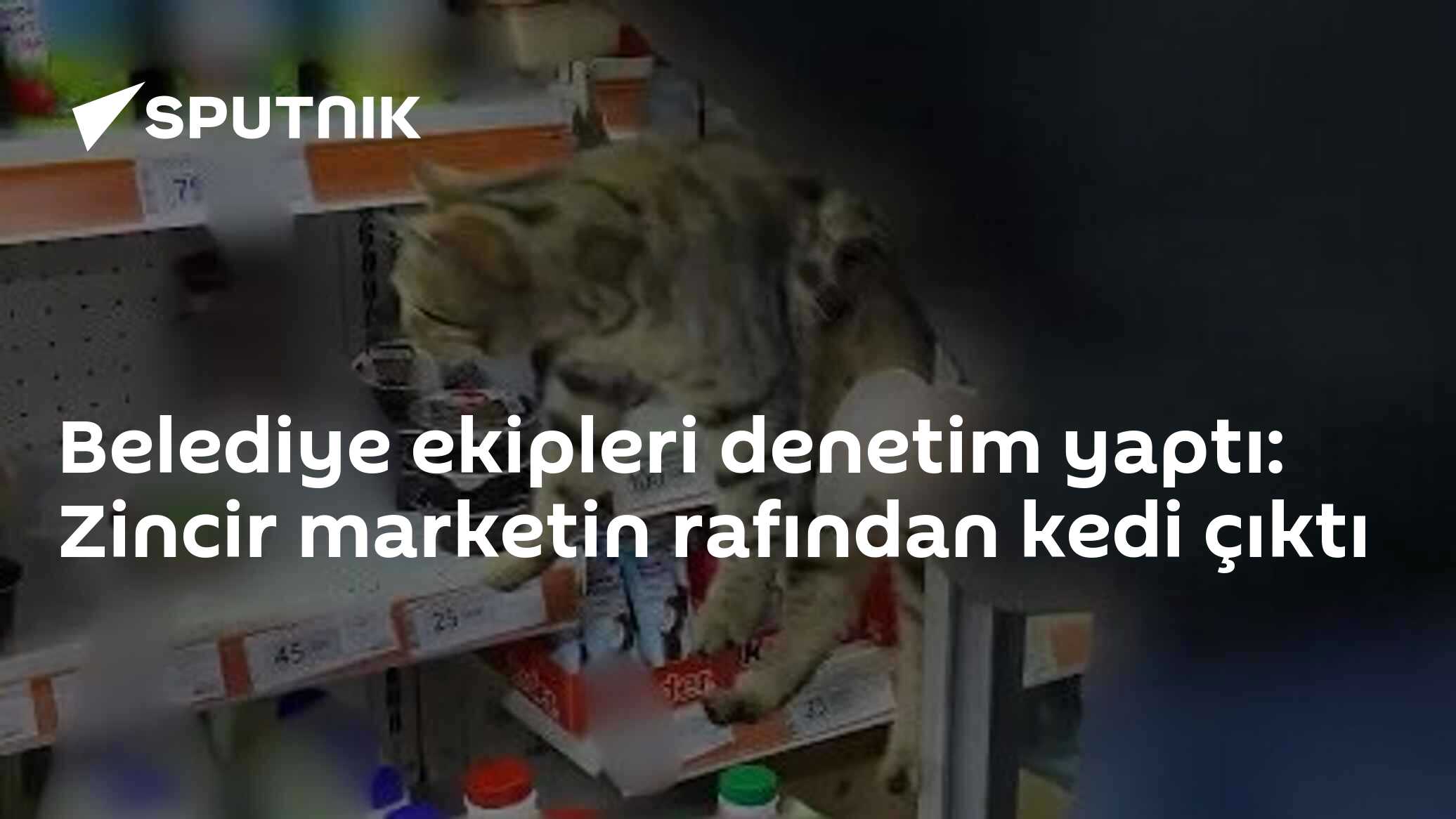 Belediye ekipleri denetim yaptı: Zincir marketin rafından kedi çıktı