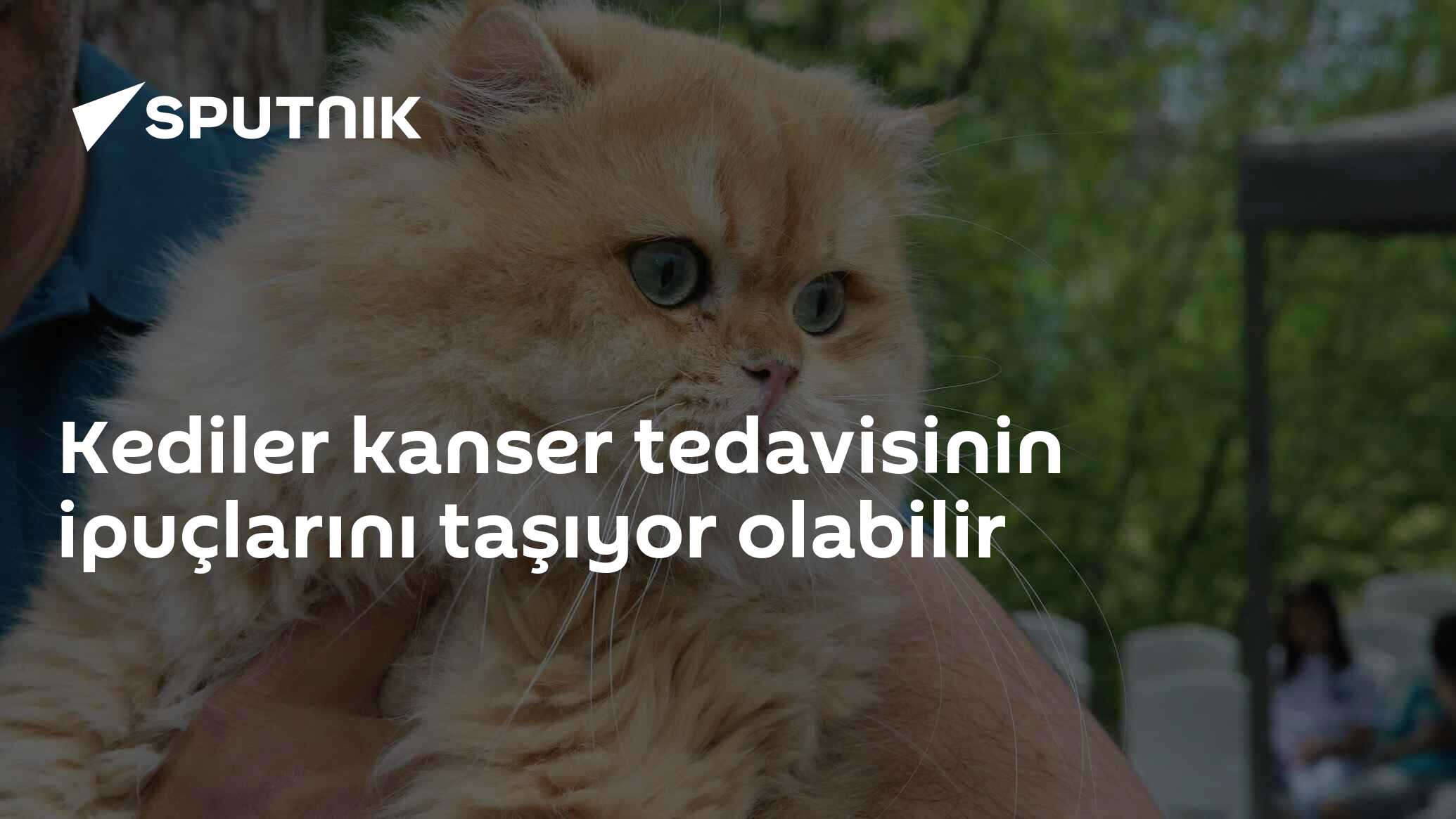 Kediler kanser tedavisinin ipuçlarını taşıyor olabilir