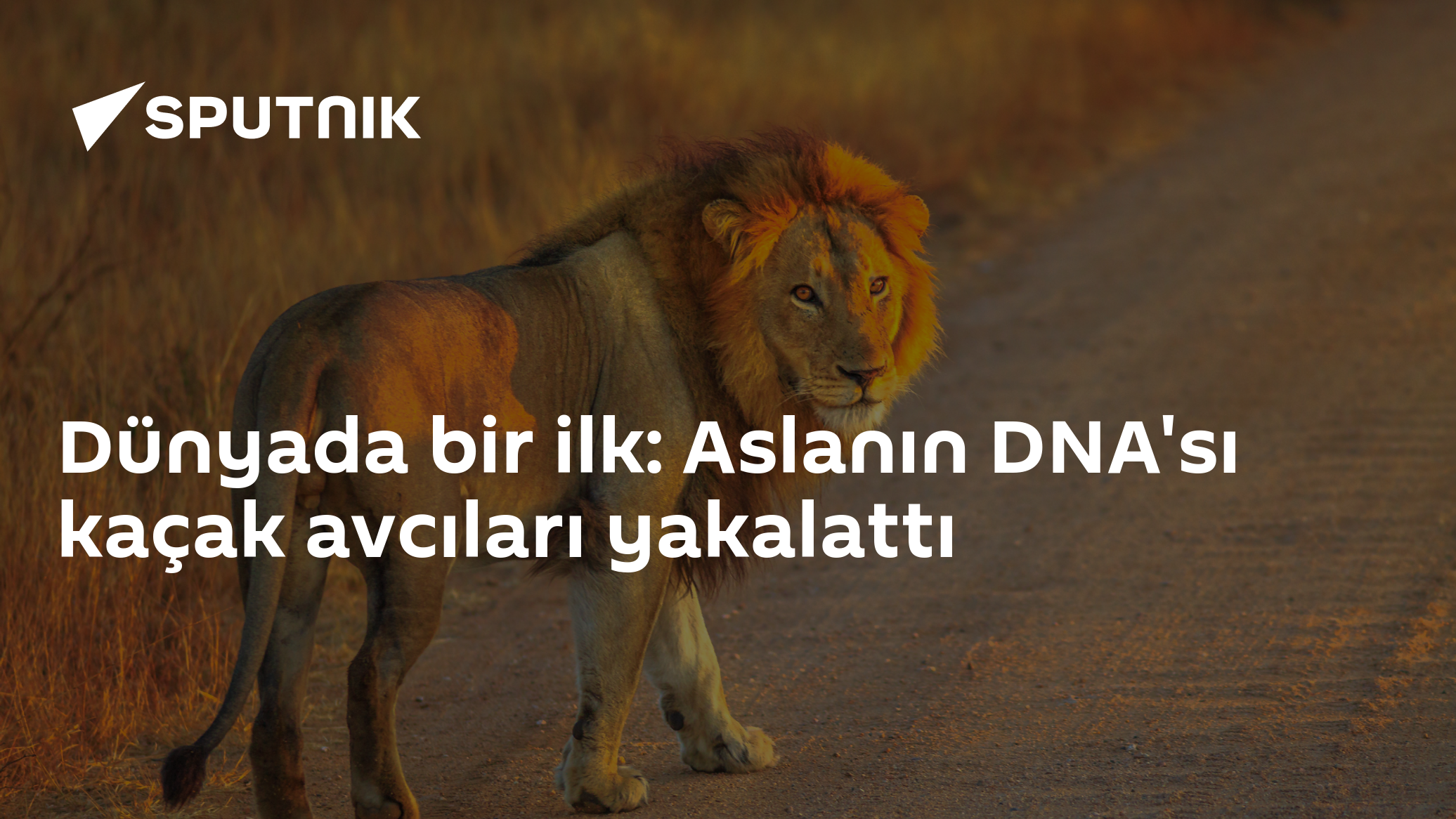 Dünyada bir ilk: Aslanın DNA'sı kaçak avcıları yakalattı