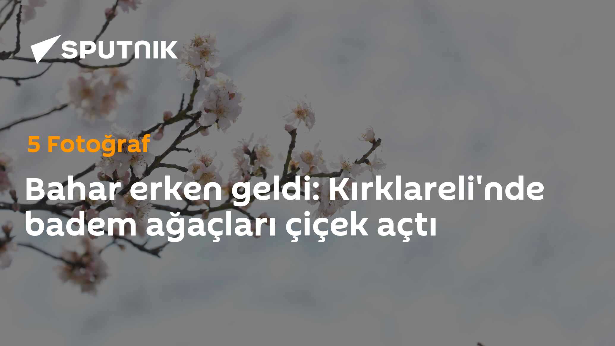 Bahar erken geldi: Kırklareli'nde badem ağaçları çiçek açtı