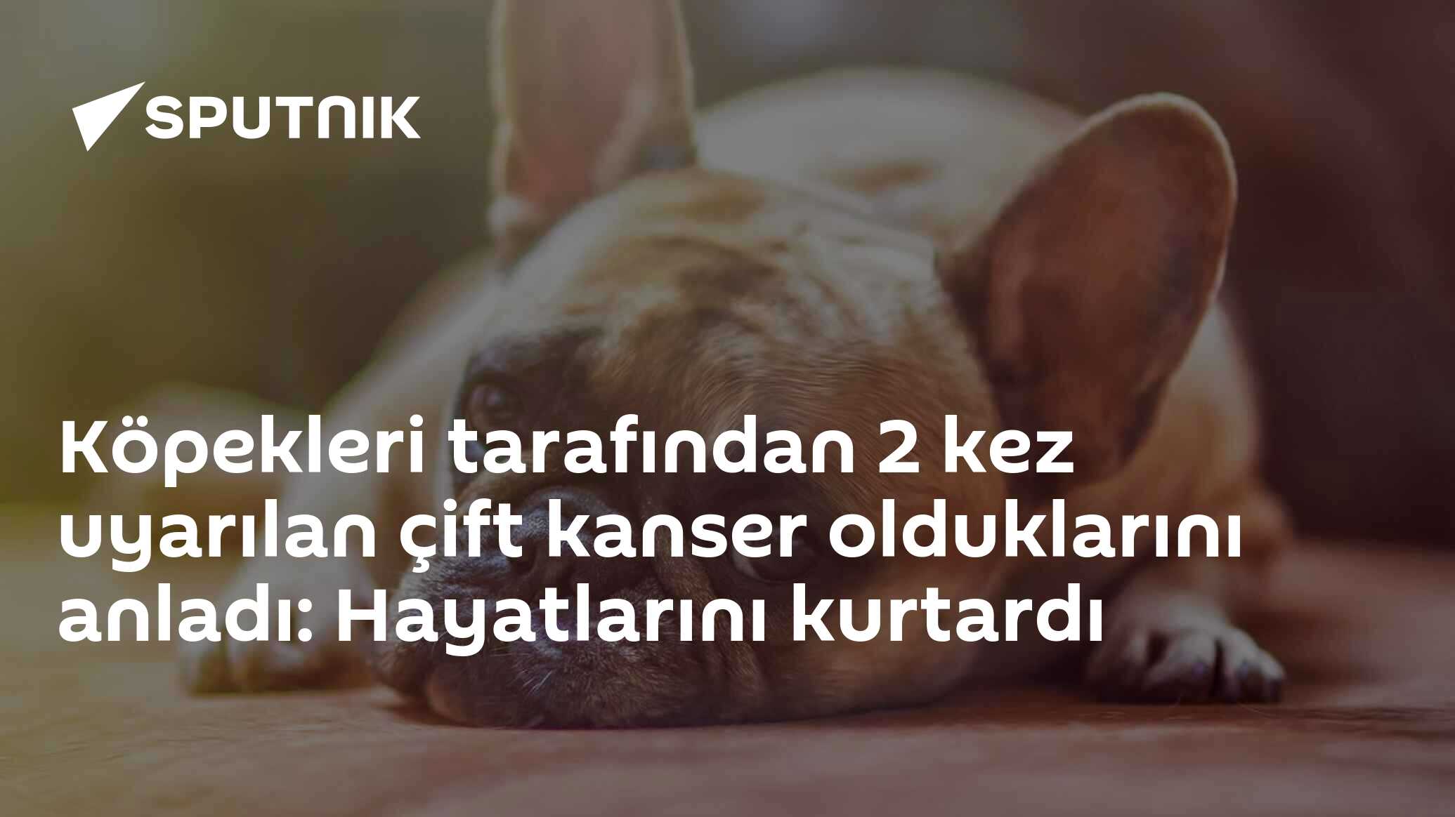 Köpekleri tarafından 2 kez uyarılan çifti kanser olduklarını anladı: Hayatlarını kurtardı