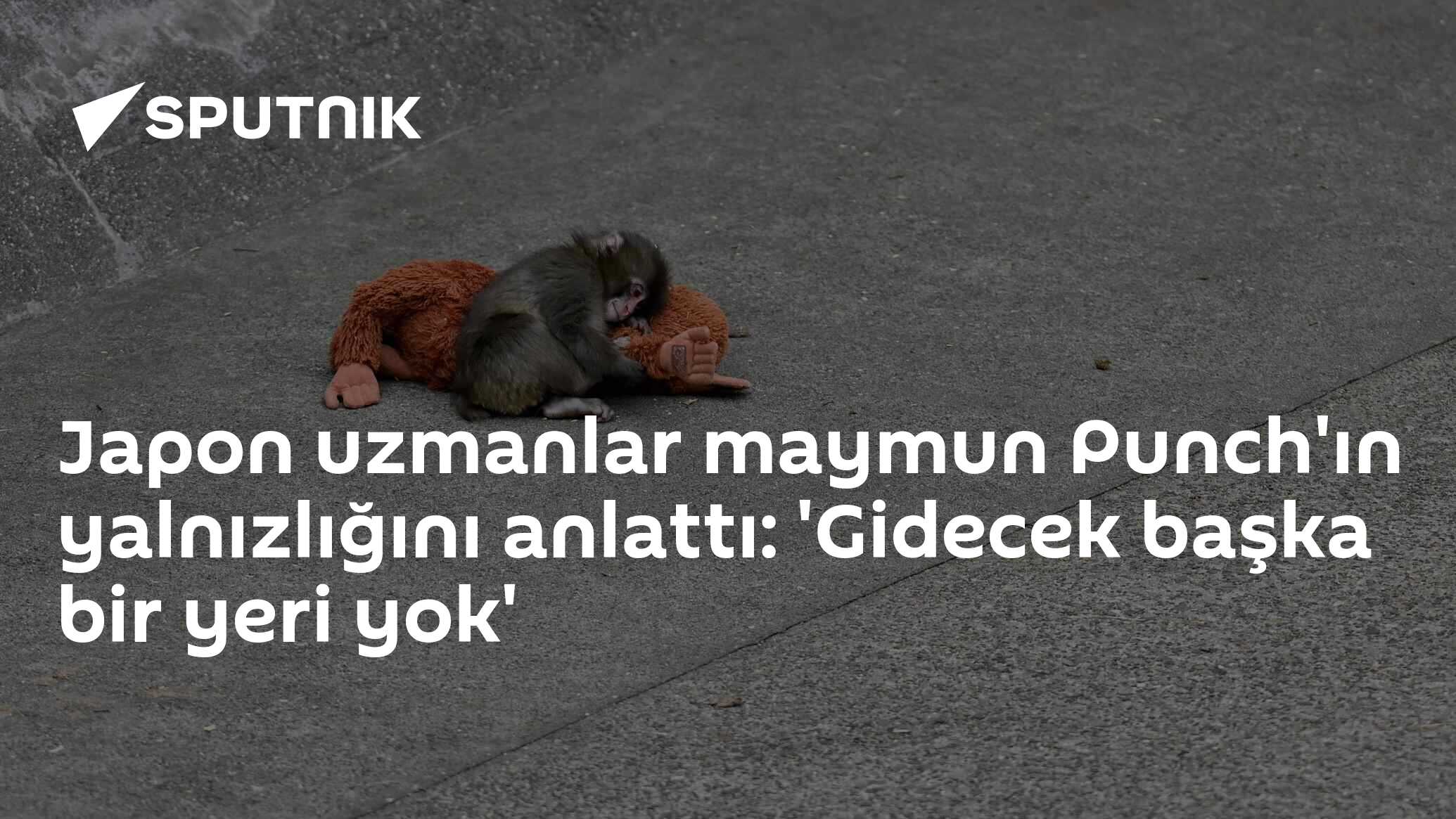 Japon uzmanlar maymun Punch'ın yalnızlığını anlattı: 'Gidecek başka bir yeri yok'