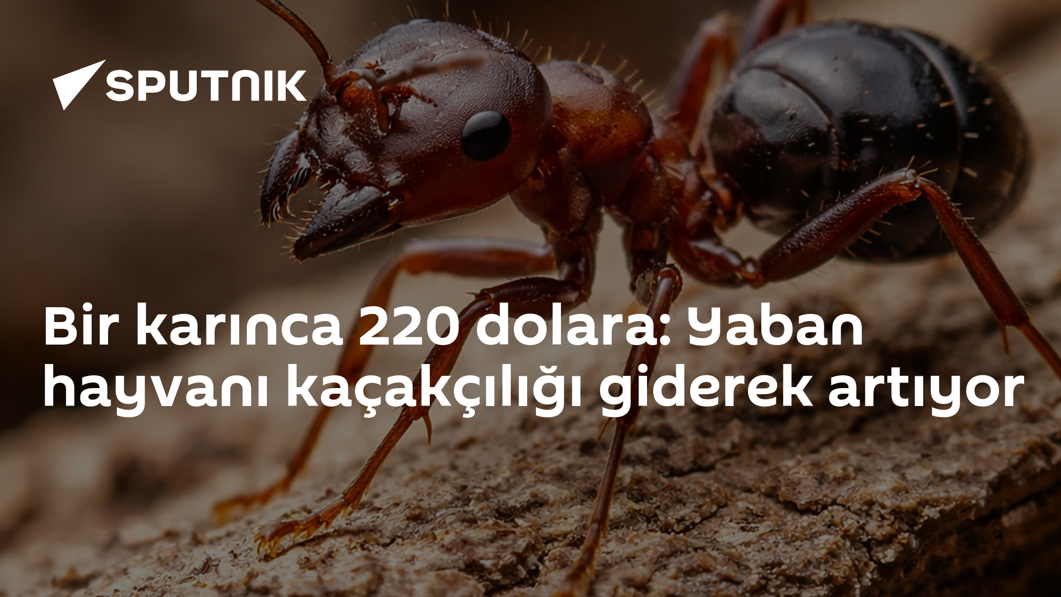 Bir karınca 220 dolara: Yaban hayvanı kaçıklığı giderek artıyor