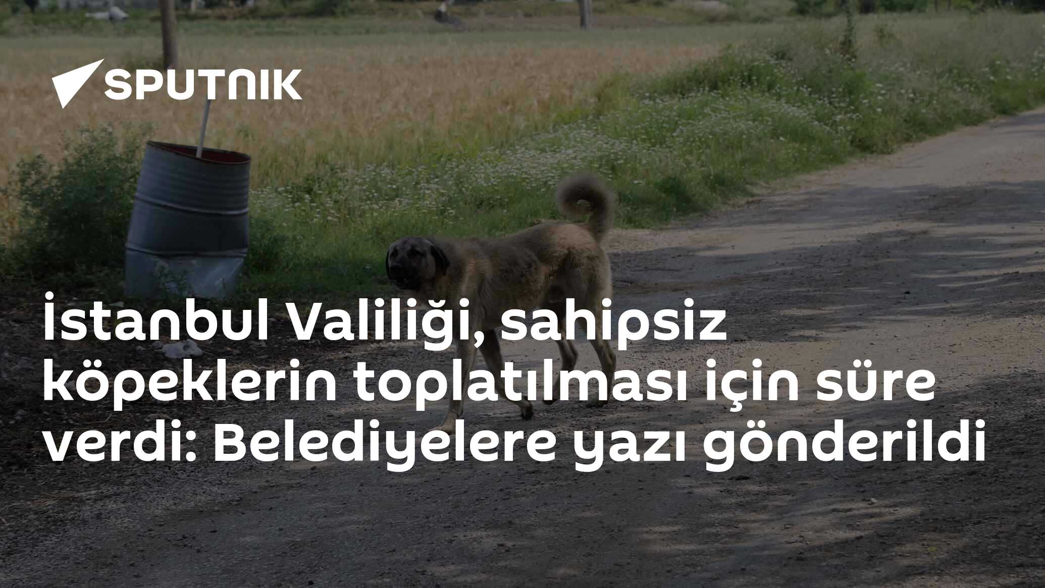 İstanbul Valiliği, sahipsiz köpeklerin toplatılması için süre verdi: Belediyelere yazı gönderildi