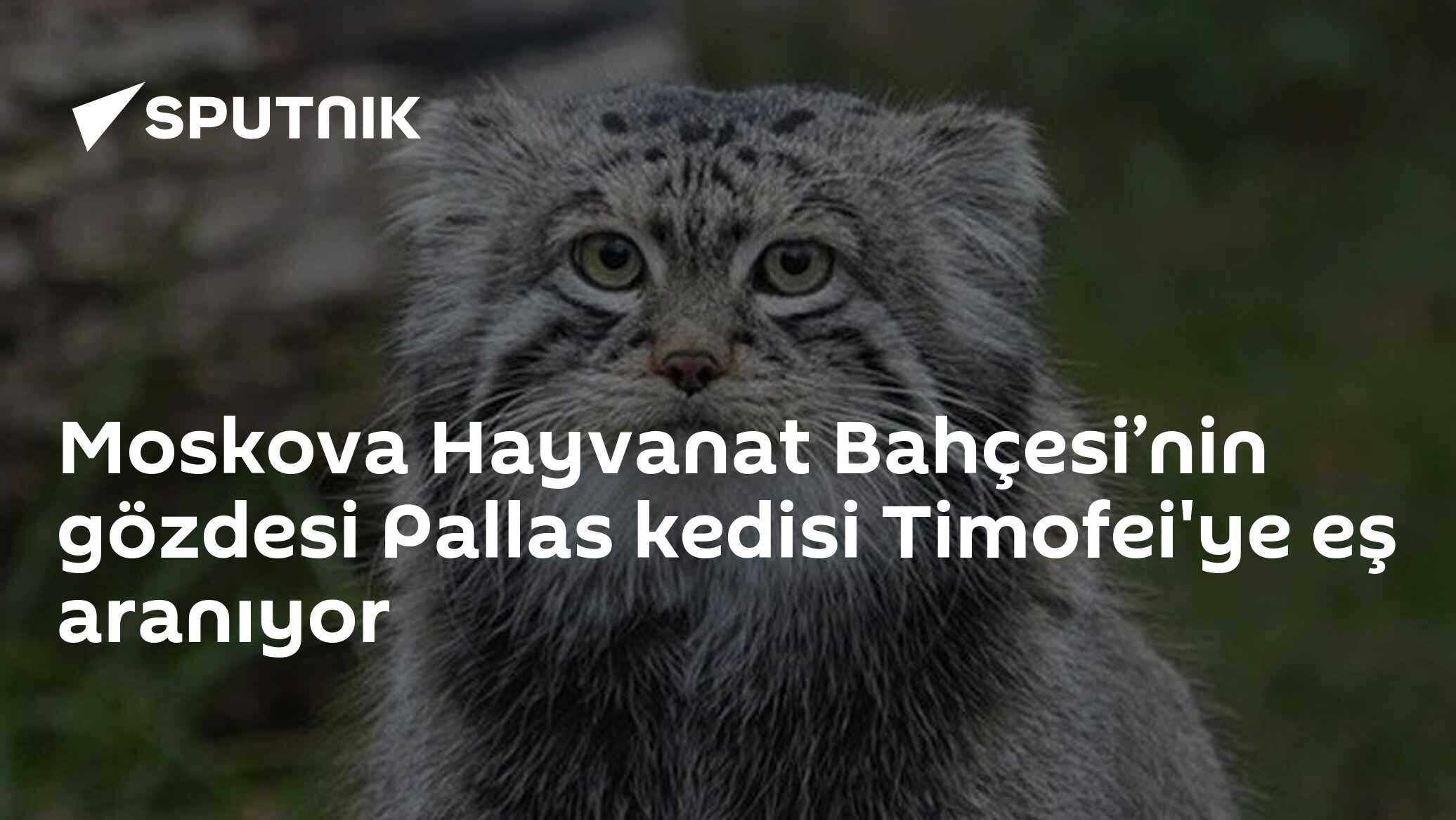 Moskova Hayvanat Bahçesi’nin gözdesi Pallas kedisi Timofei'ye eş aranıyor
