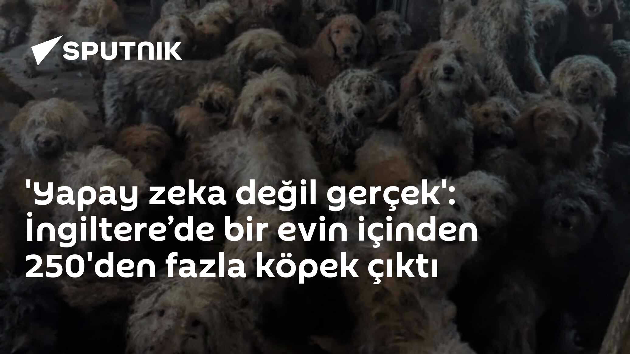 'Yapay zeka değil gerçek': İngiltere’de bir evin içinden 250'den fazla köpek çıktı