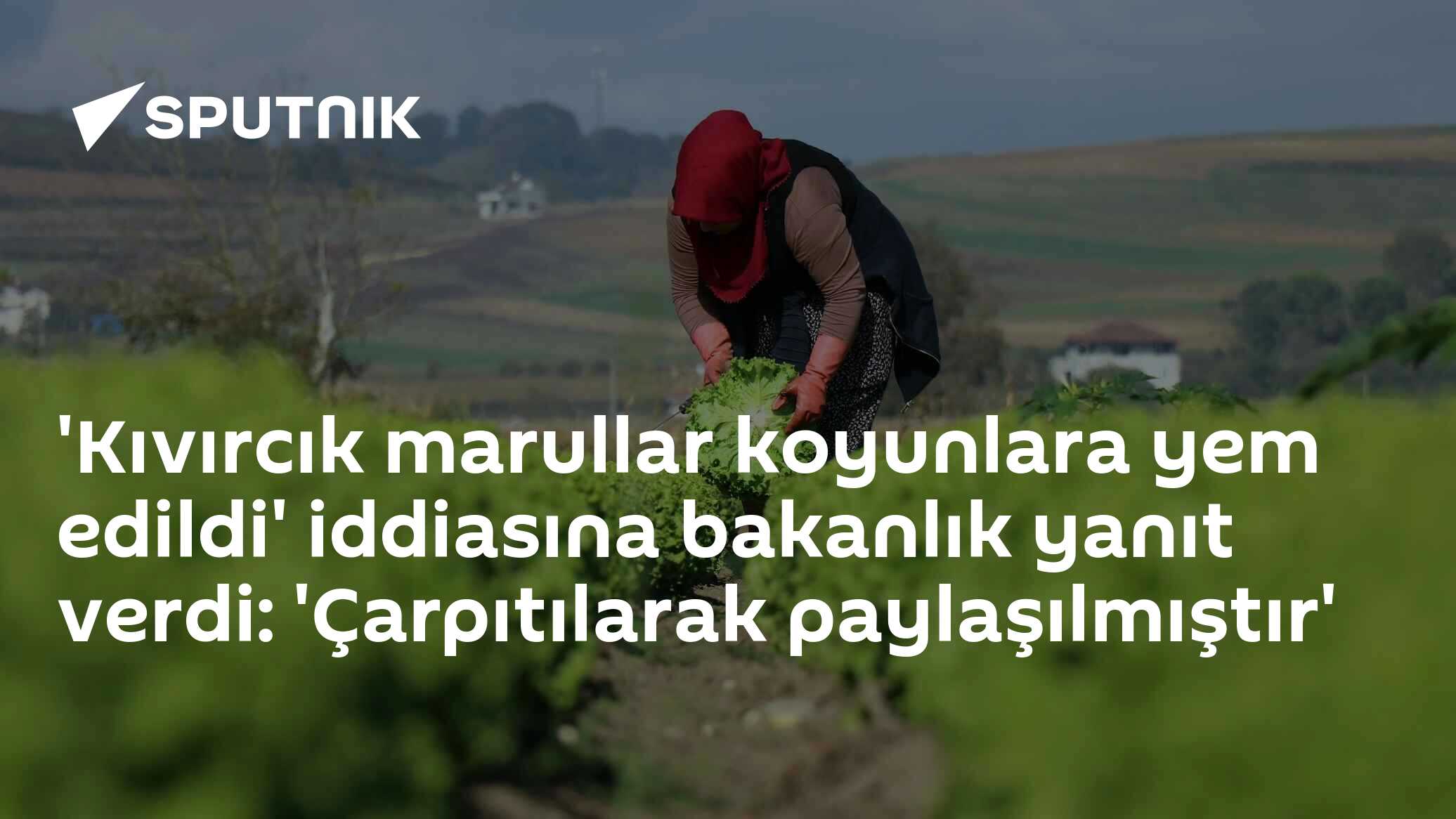 'Kıvırcık marullar koyunlara yem edildi' iddiasına bakanlık yanıt verdi: 'Çarpıtılarak paylaşılmıştır'