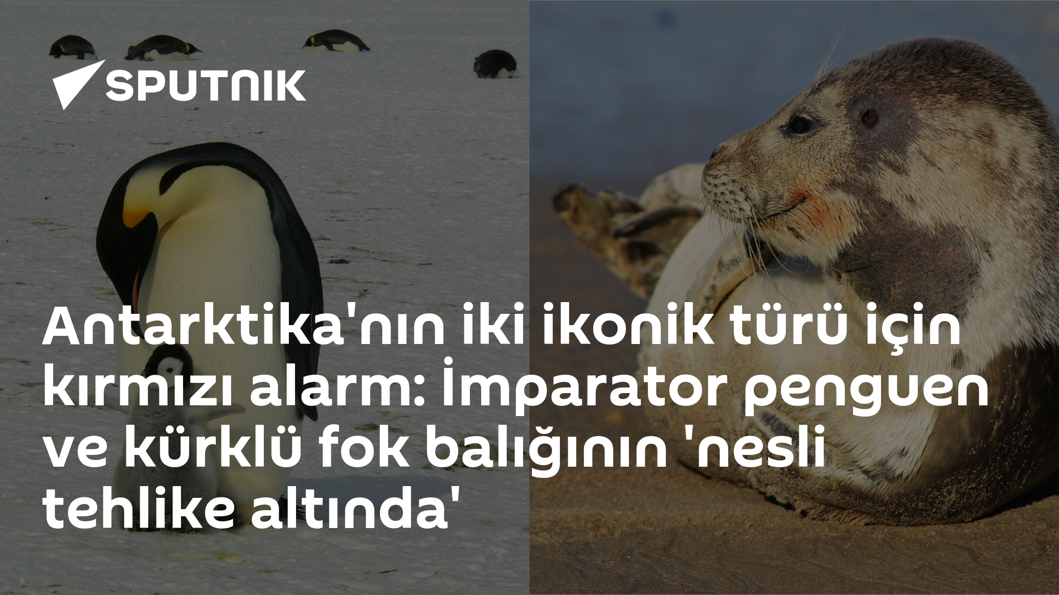 Antarktika'nın iki ikonik türü için kırmızı alarm: İmparator penguen ve kürklü fok balığının 'nesli tehlike altında'
