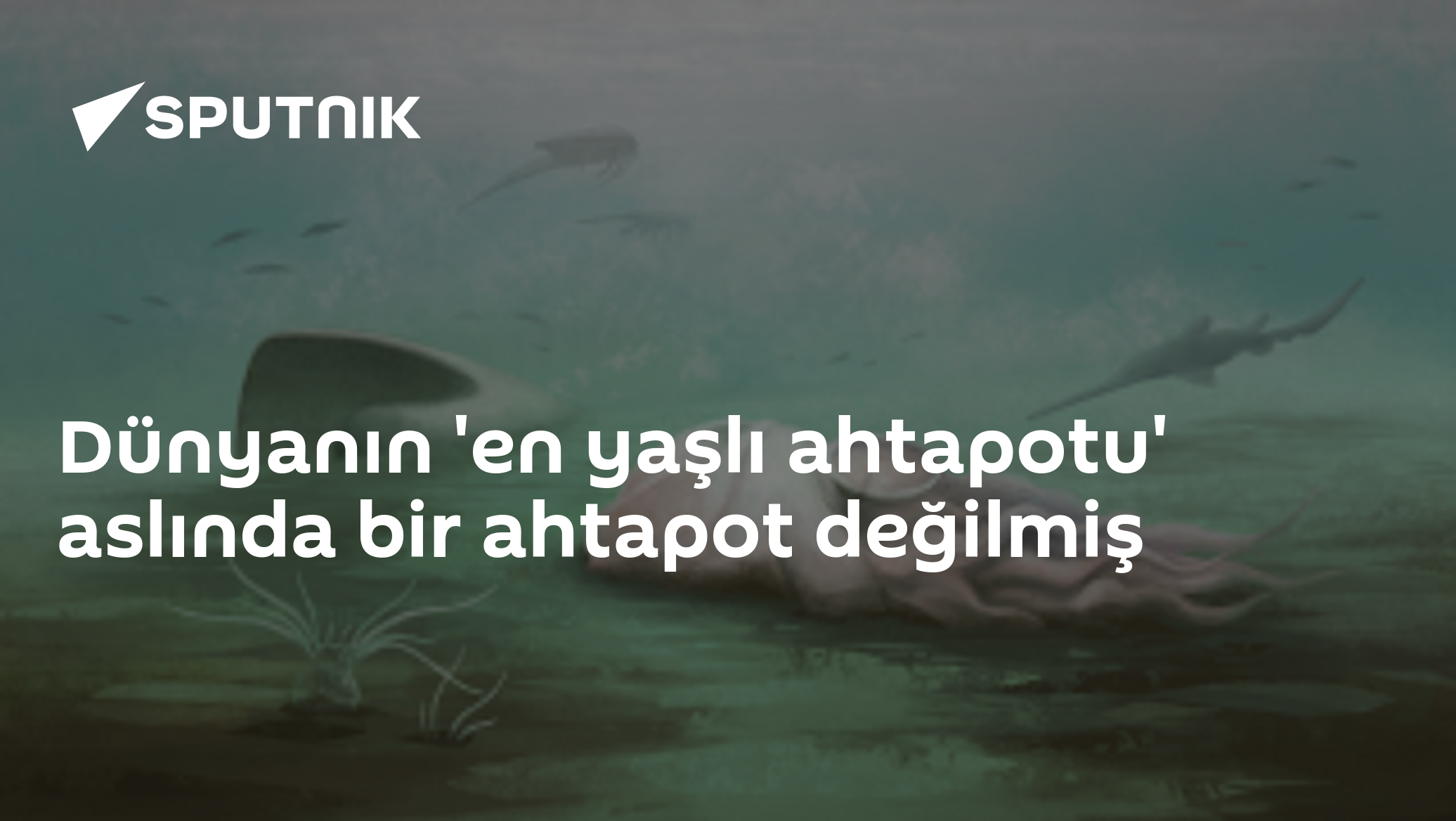 Dünyanın 'en yaşlı ahtapotu' aslında bir ahtapot değilmiş