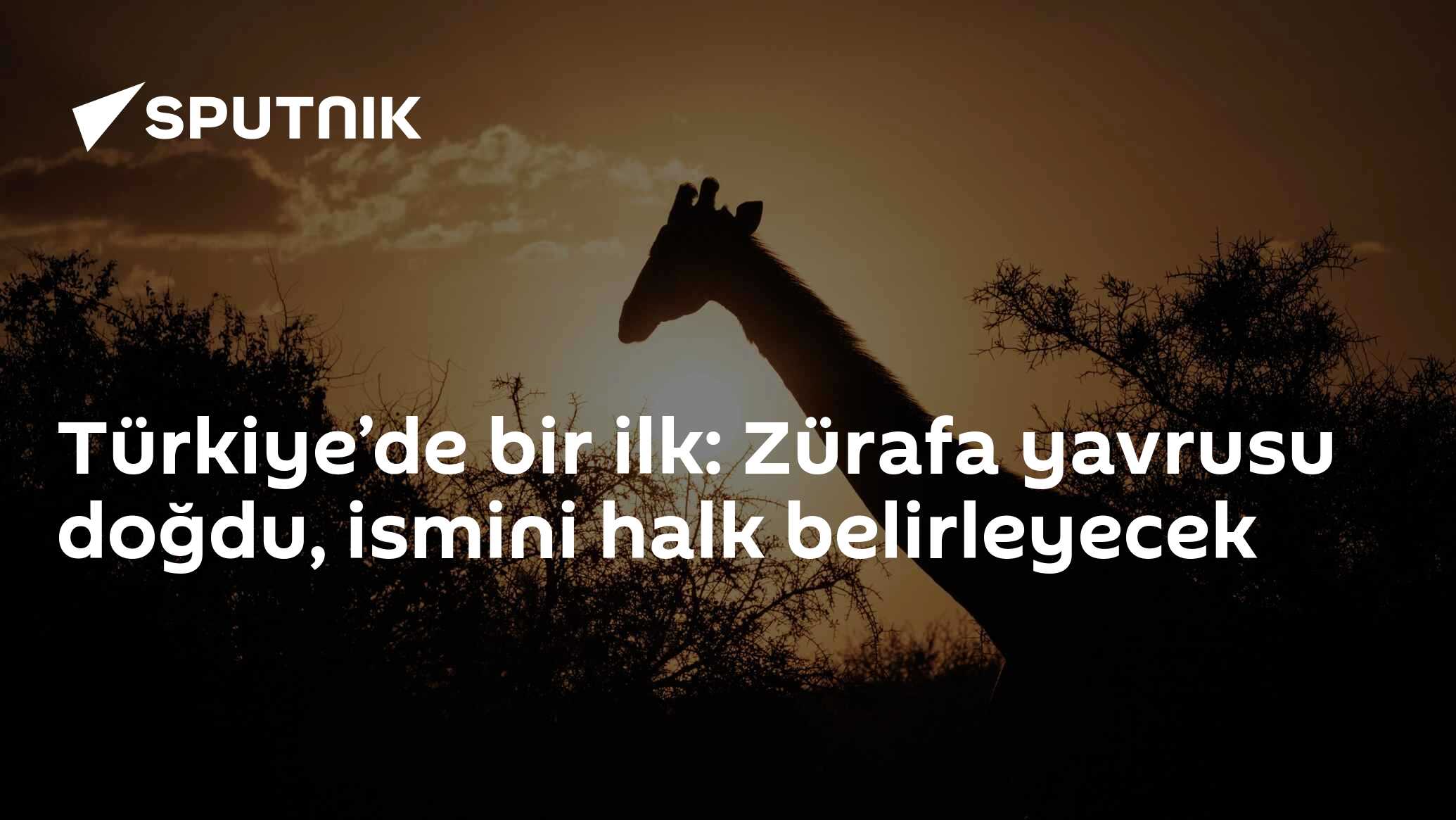 Türkiye’de bir ilk: Zürafa yavrusu doğdu, ismini halk belirleyecek