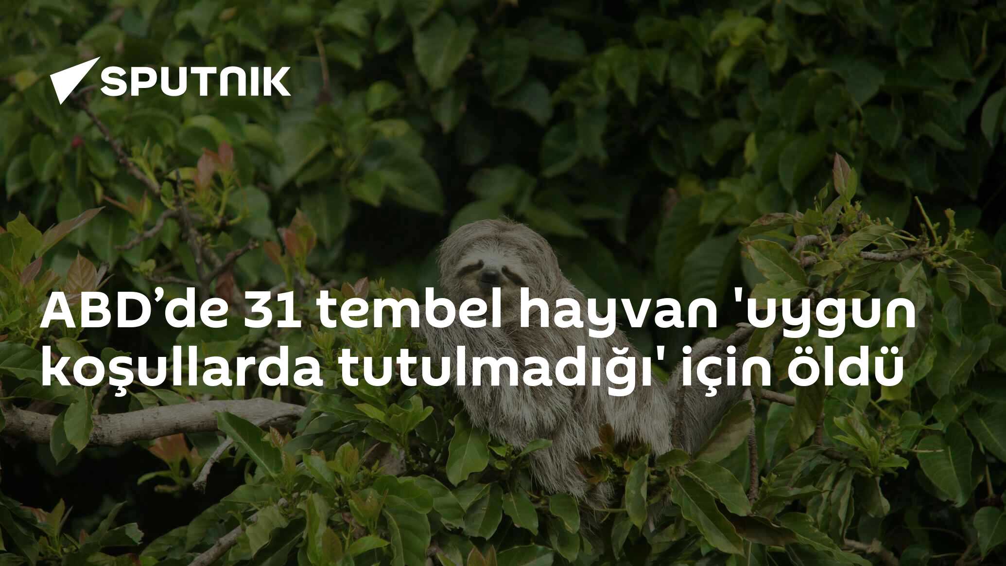 ABD’de 31 tembel hayvan 'uygun koşullarda tutulmadığı' için öldü