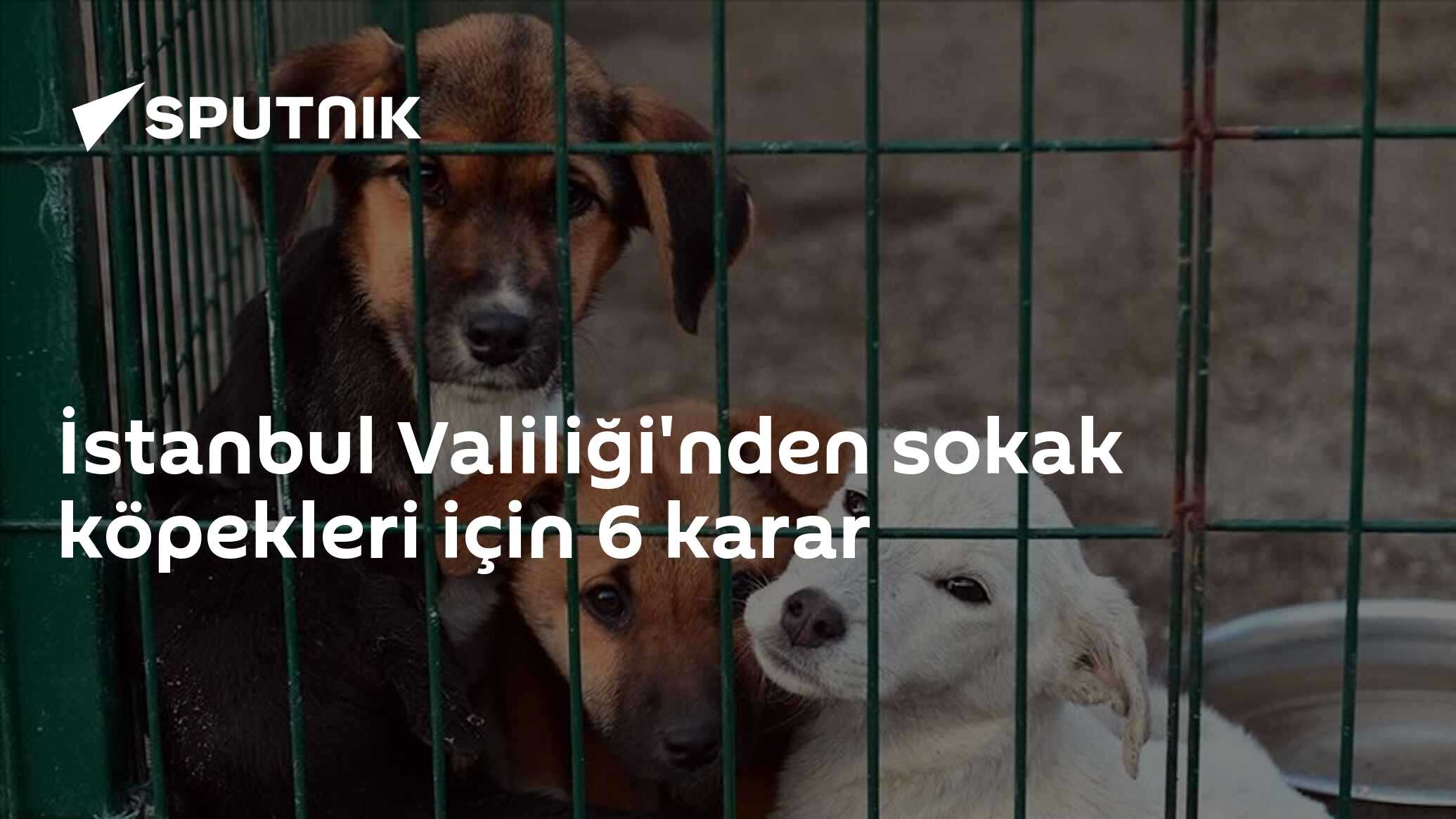 İstanbul Valiliği'nden sokak köpekleri için 6 karar