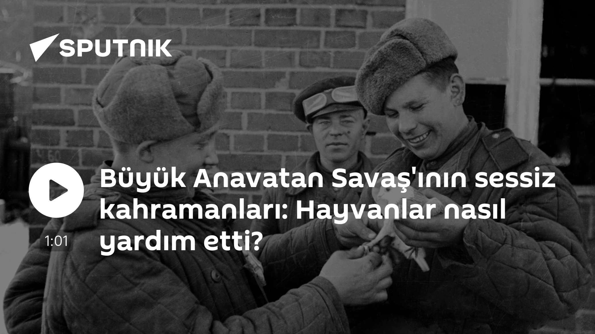 Büyük Anavatan Savaş'ının sessiz kahramanları: Hayvanlar nasıl yardım etti?