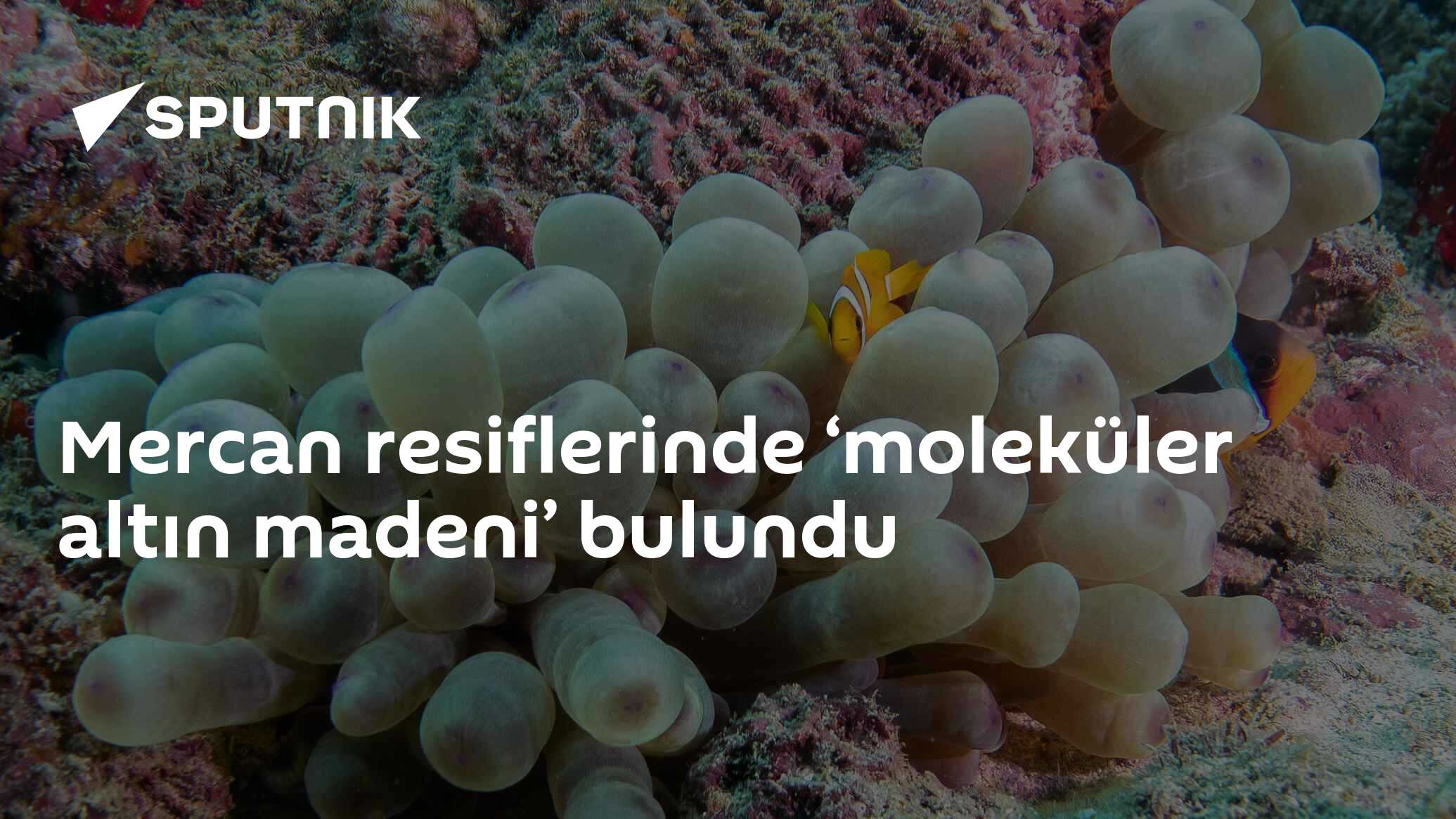 Mercan resiflerinde ‘moleküler altın madeni’ bulundu