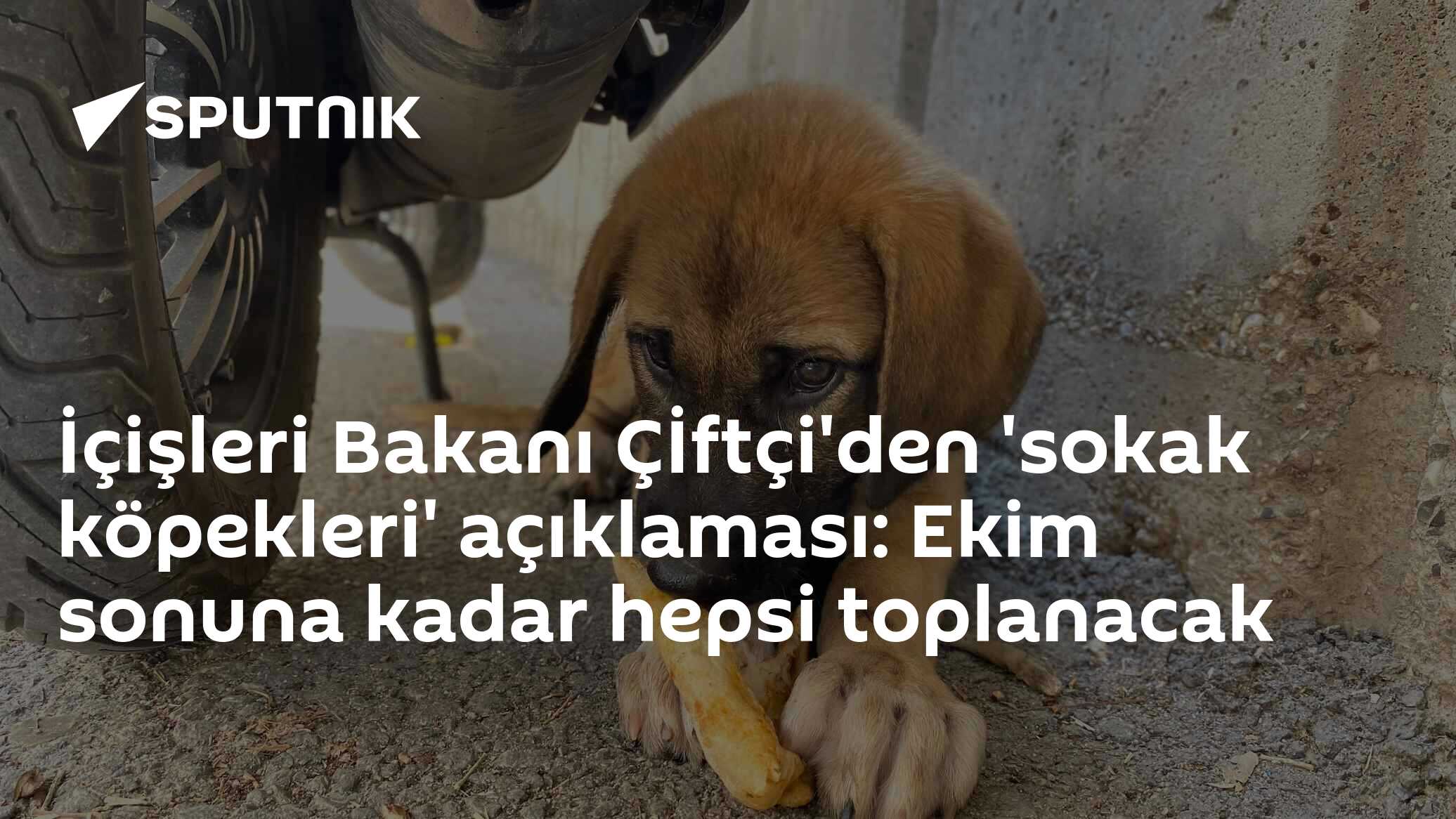 İçişleri Bakanı Çİftçi'den 'sokak köpekleri' açıklaması: Ekim sonuna kadar hepsi toplanacak