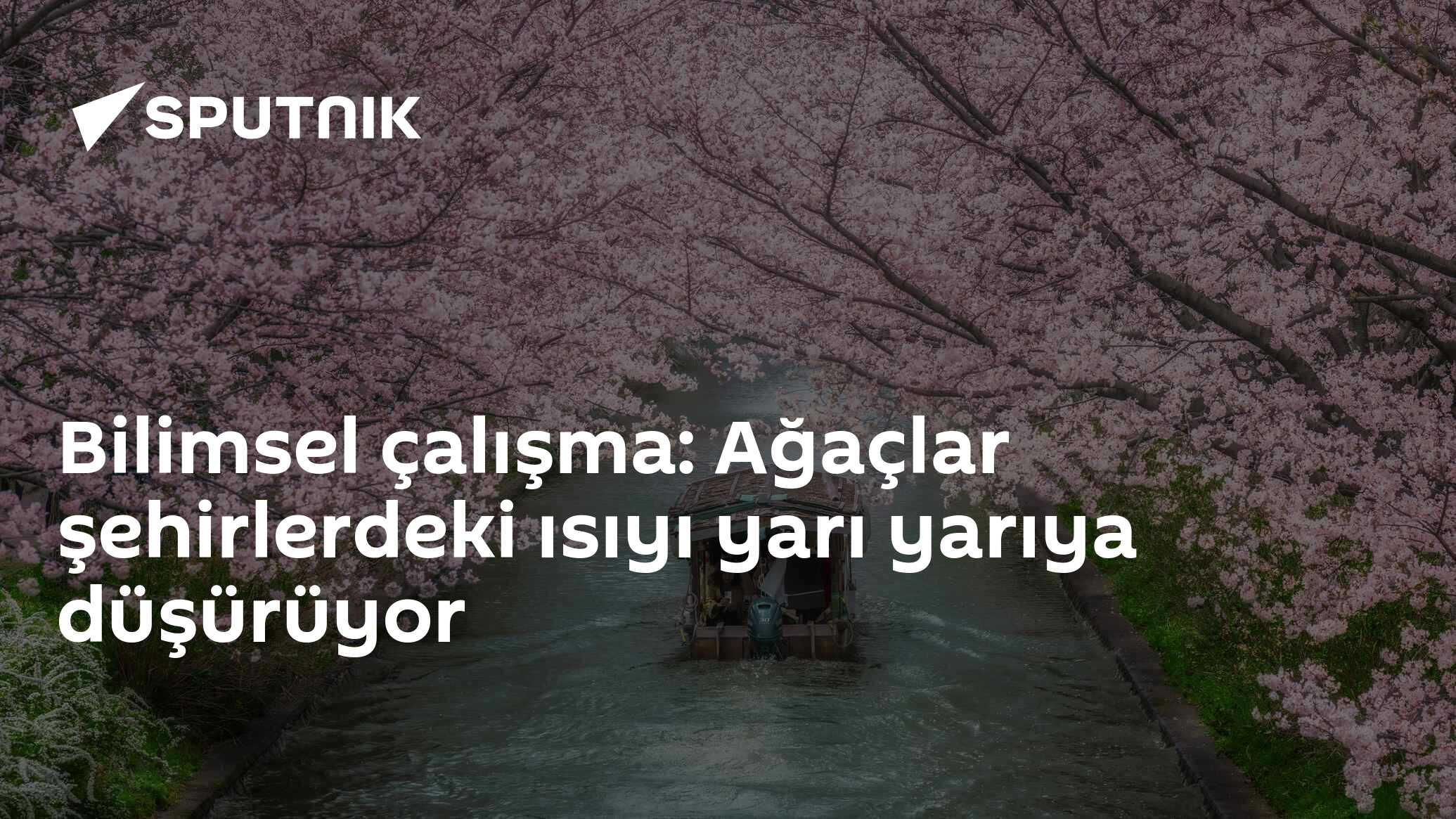 Bilimsel çalışma: Ağaçlar şehirlerdeki ısıyı yarı yarıya düşürüyor