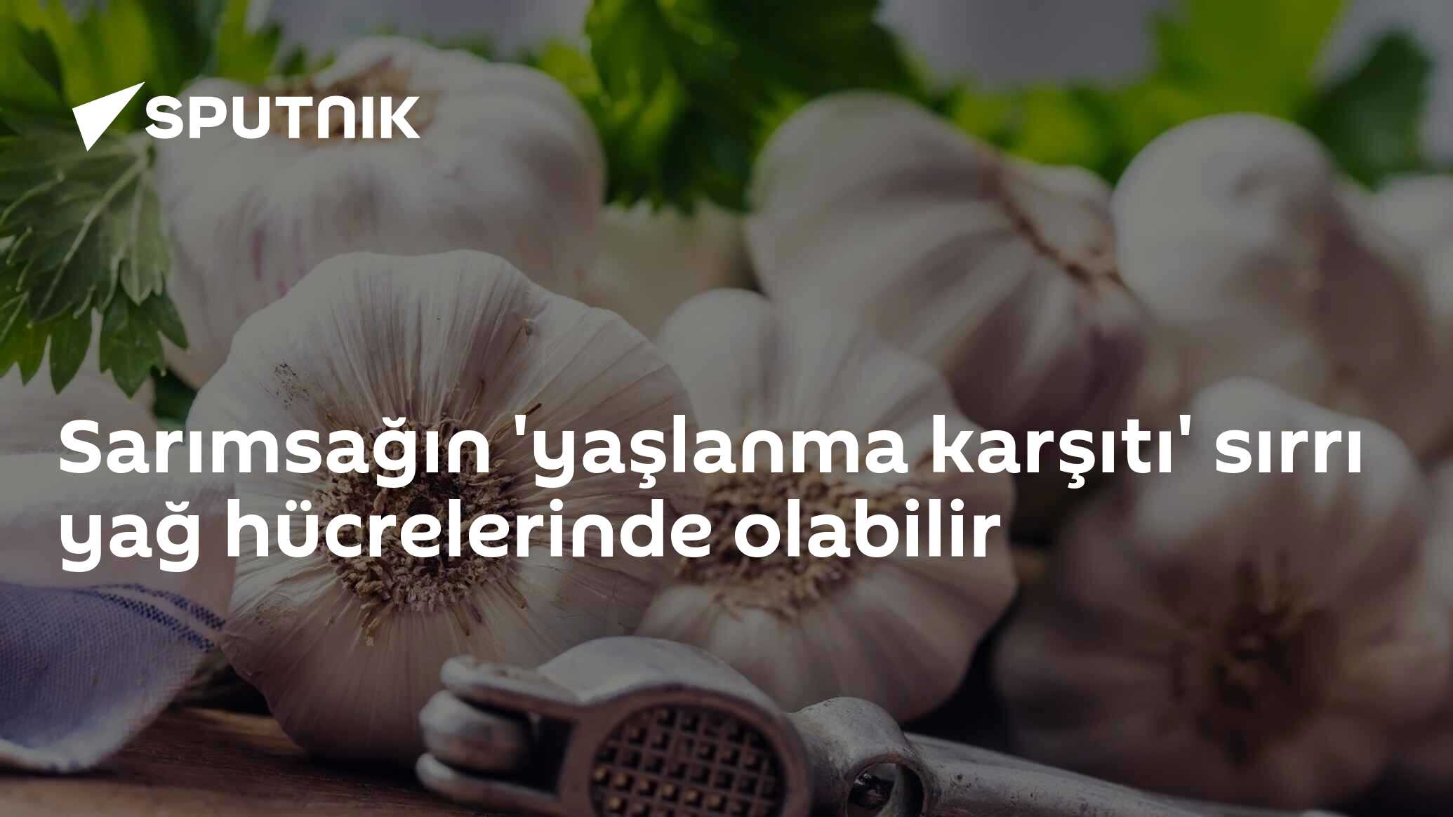 Sarımsağın 'yaşlanma karşıtı' sırrı yağ hücrelerinde olabilir