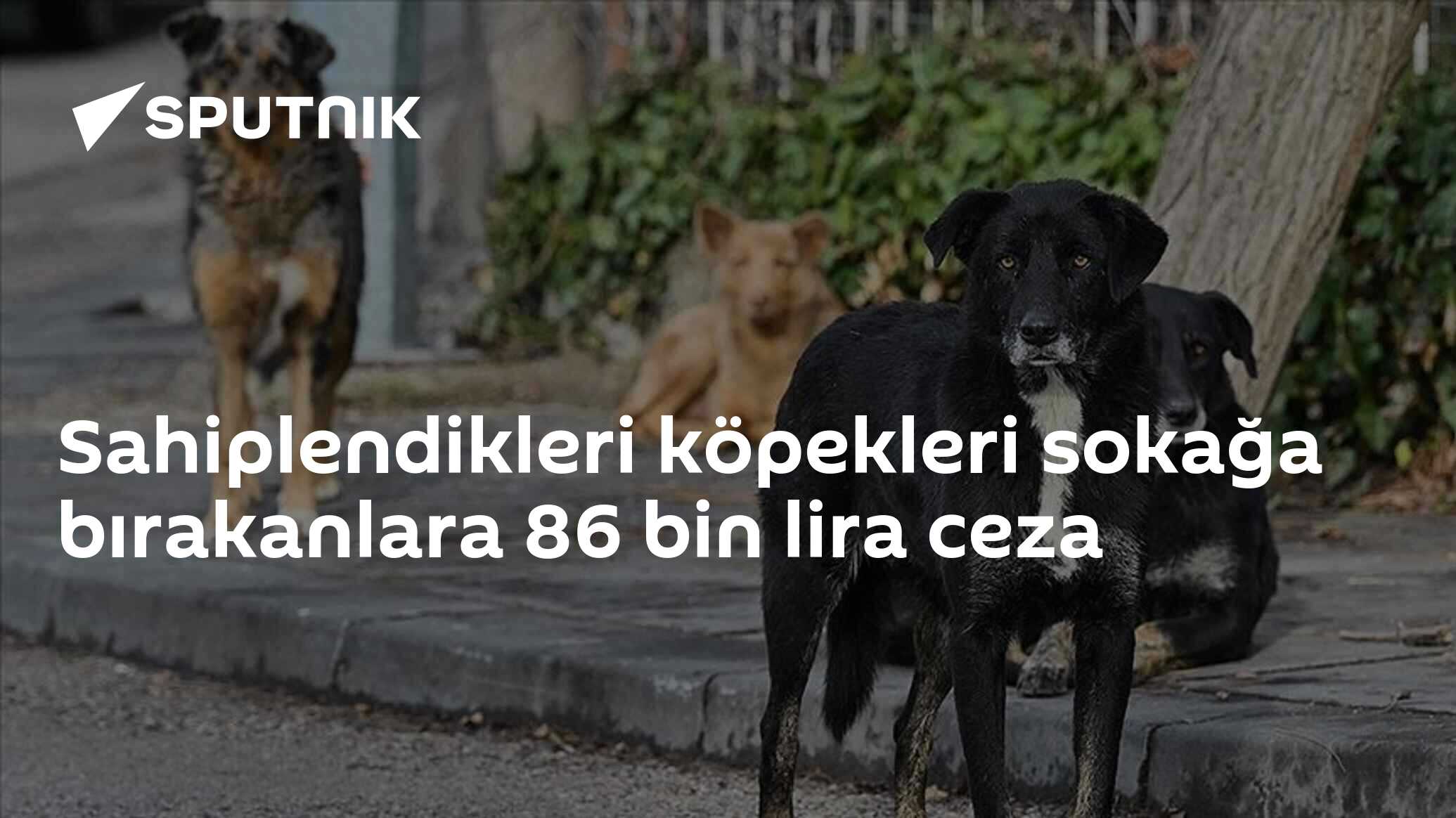 Sahiplendikleri köpekleri sokağa bırakanlara 86 bin lira ceza