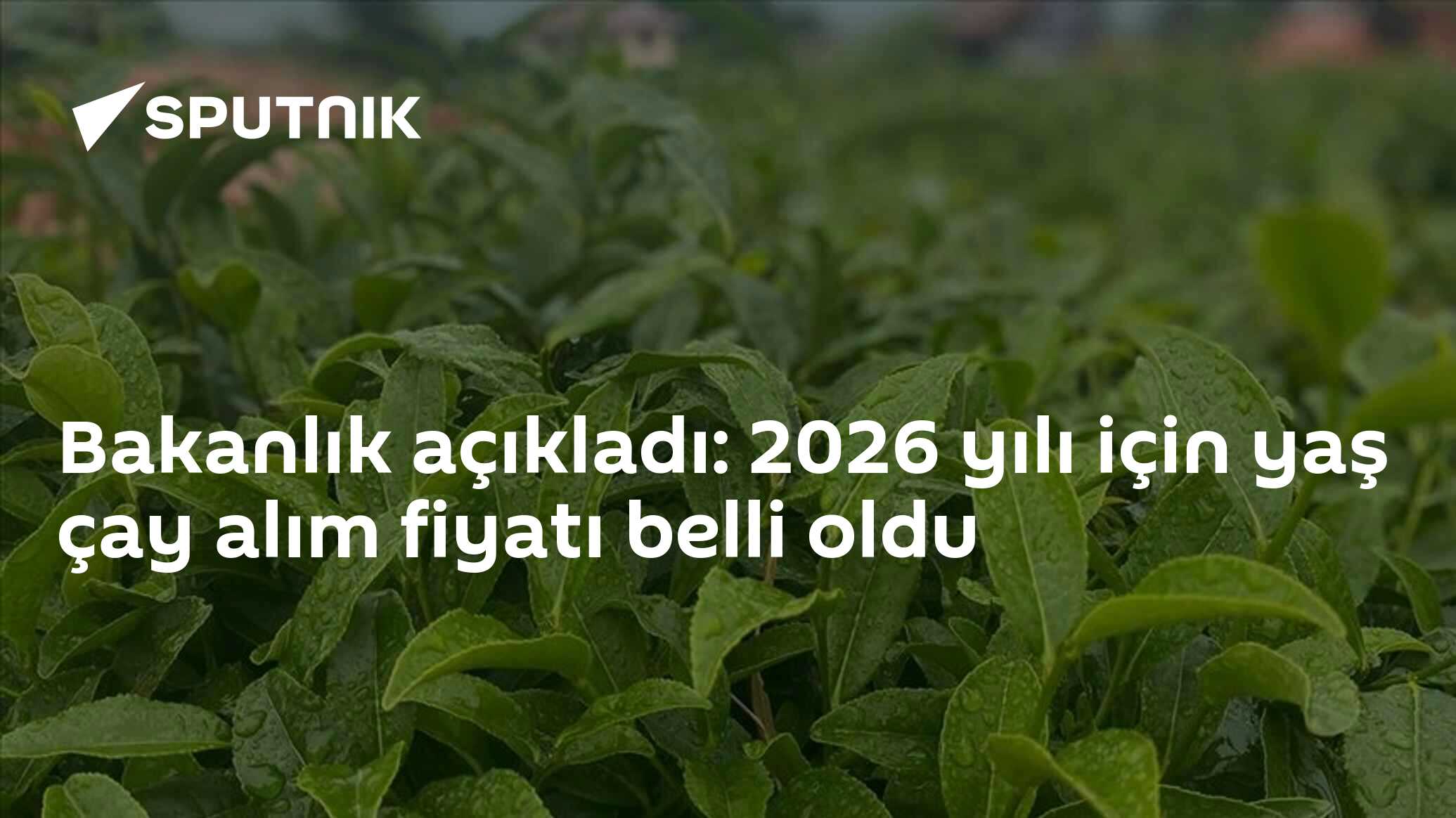 Bakanlık açıkladı: 2026 yılı için yaş çay alım fiyatı belli oldu