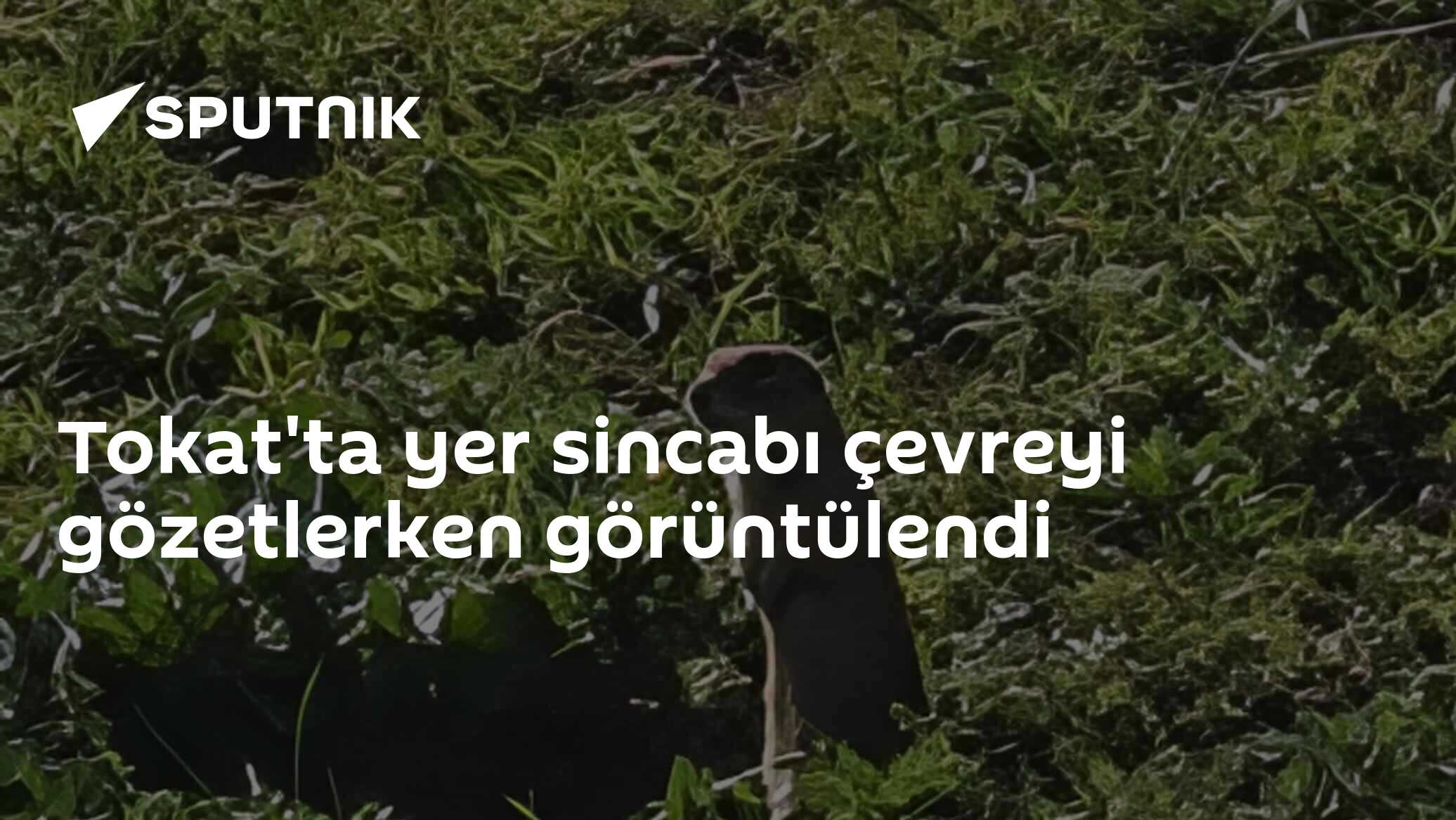 Tokat'ta yer sincabı çevreyi gözetlerken görüntülendi