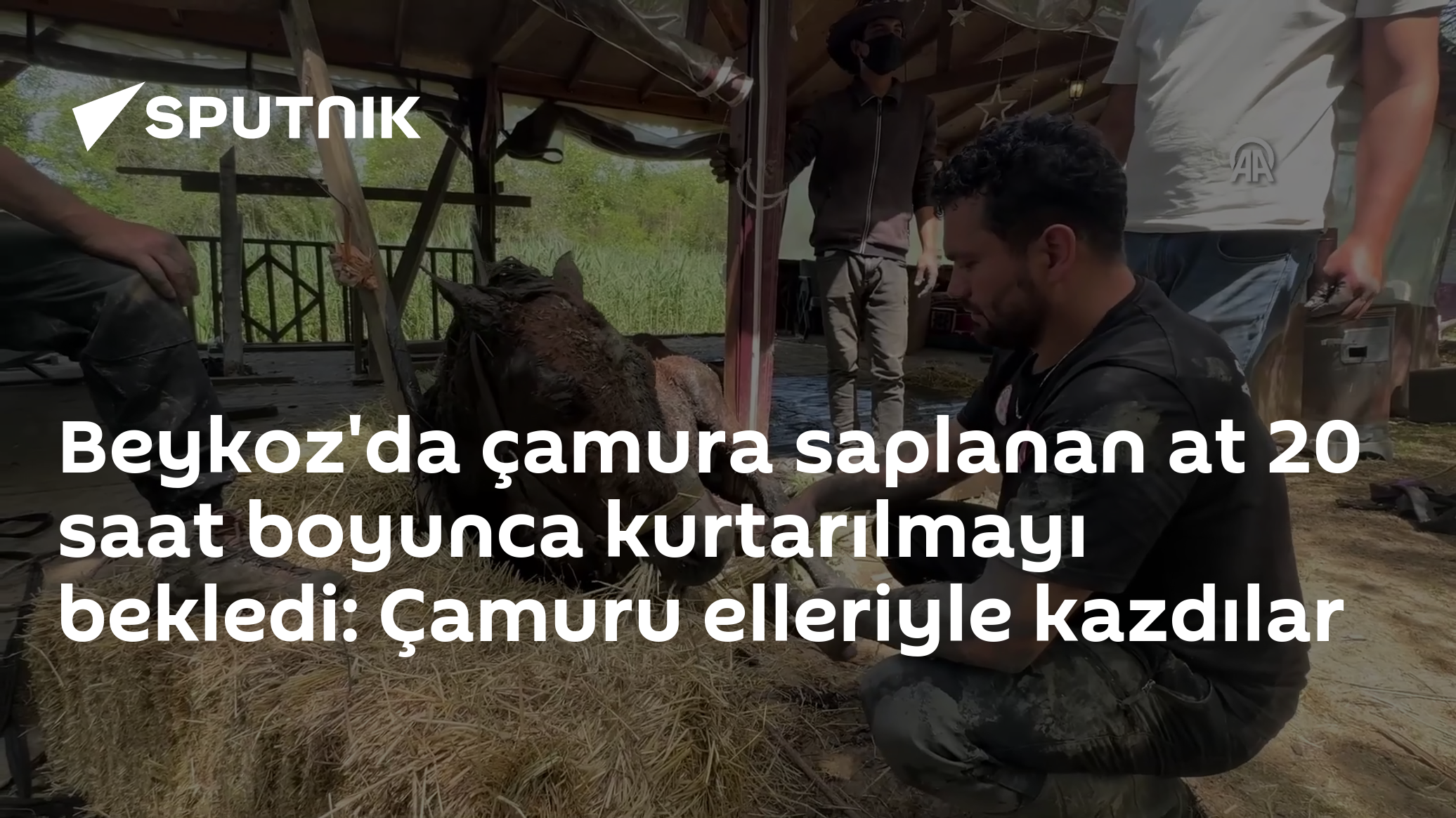 Beykoz'da çamura saplanan at 20 saat boyunca kurtarılmayı bekledi: Çamuru elleriyle kazdılar