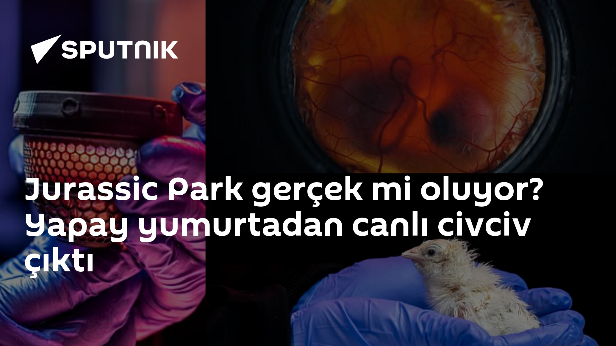 Jurassic Park gerçek mi oluyor? Yapay yumurtadan canlı civciv çıktı