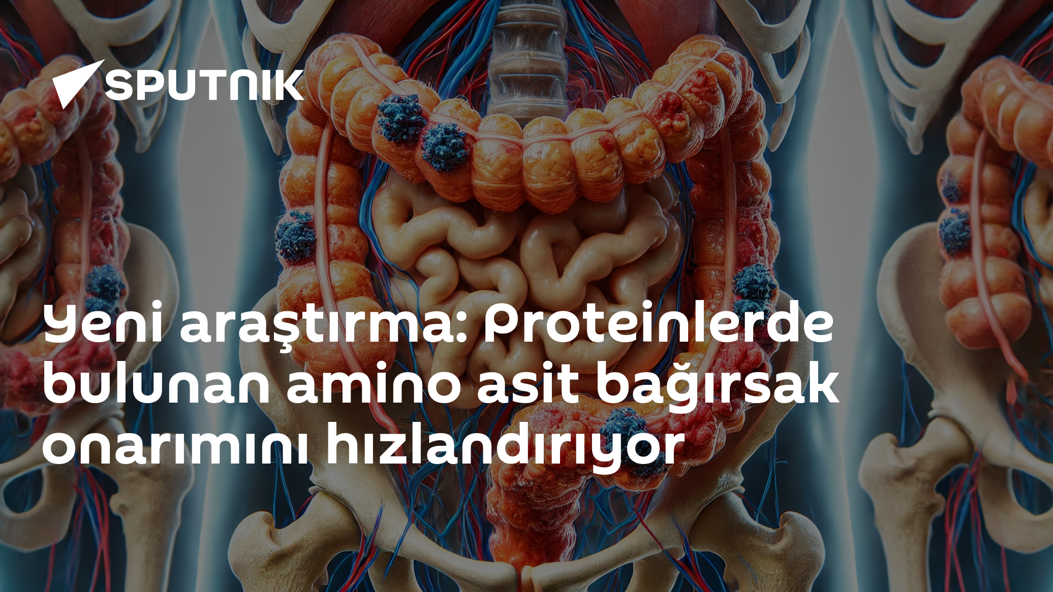 Yeni araştırma: Proteinlerde bulunan amino asit bağırsak onarımını hızlandırıyor
