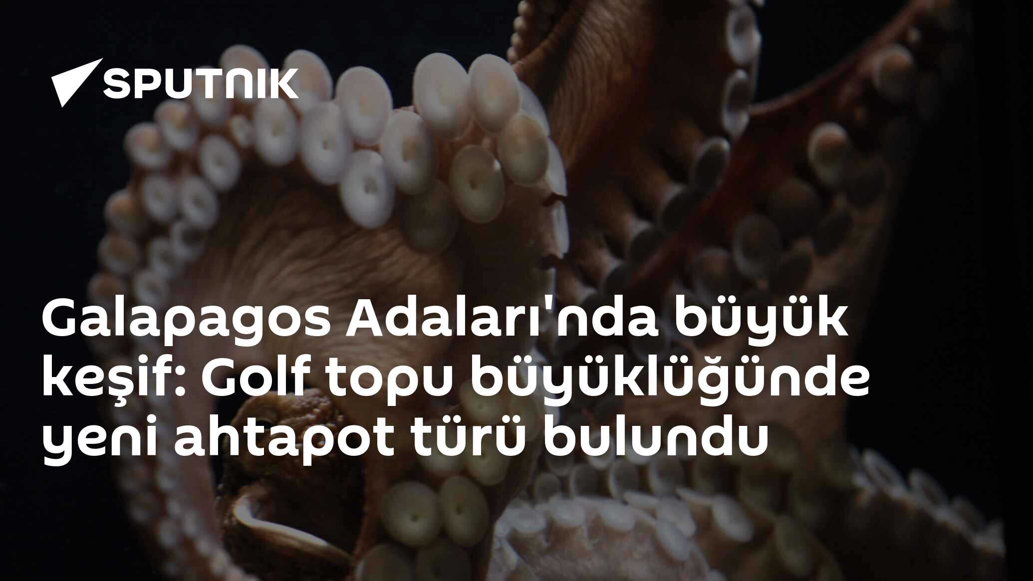 Galapagos Adaları'nda büyük keşif: Golf topu büyüklüğünde yeni ahtapot türü bulundu