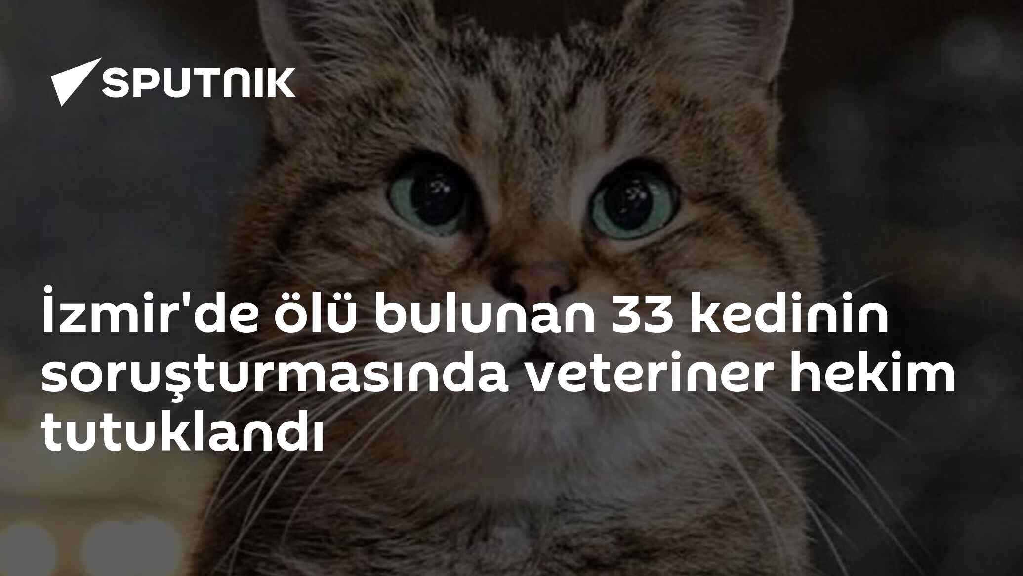 İzmir'de ölü bulunan 33 kedinin soruşturmasında veteriner hekim tutuklandı