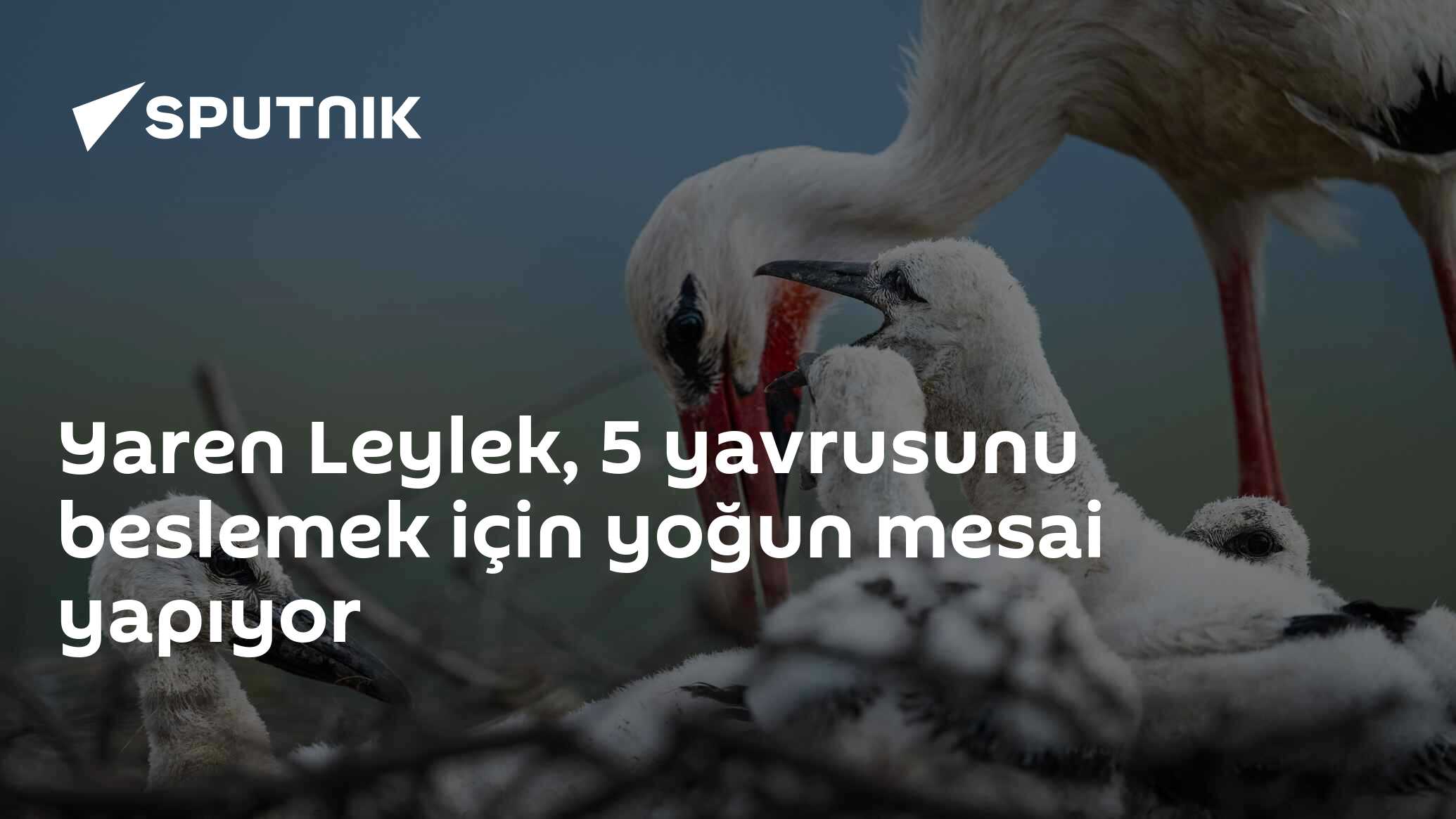 Yaren Leylek, 5 yavrusunu beslemek için yoğun mesai yapıyor