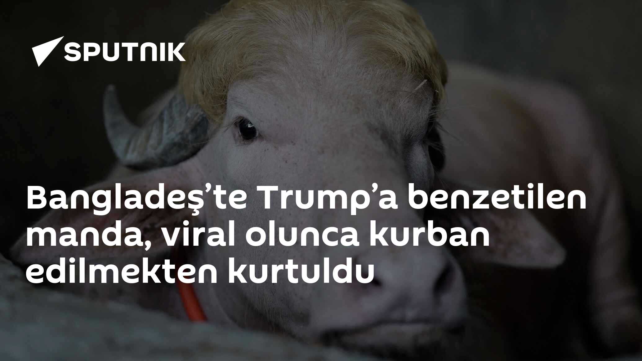 Bangladeş’te Trump’a benzetilen manda, viral olunca kurban edilmekten kurtuldu