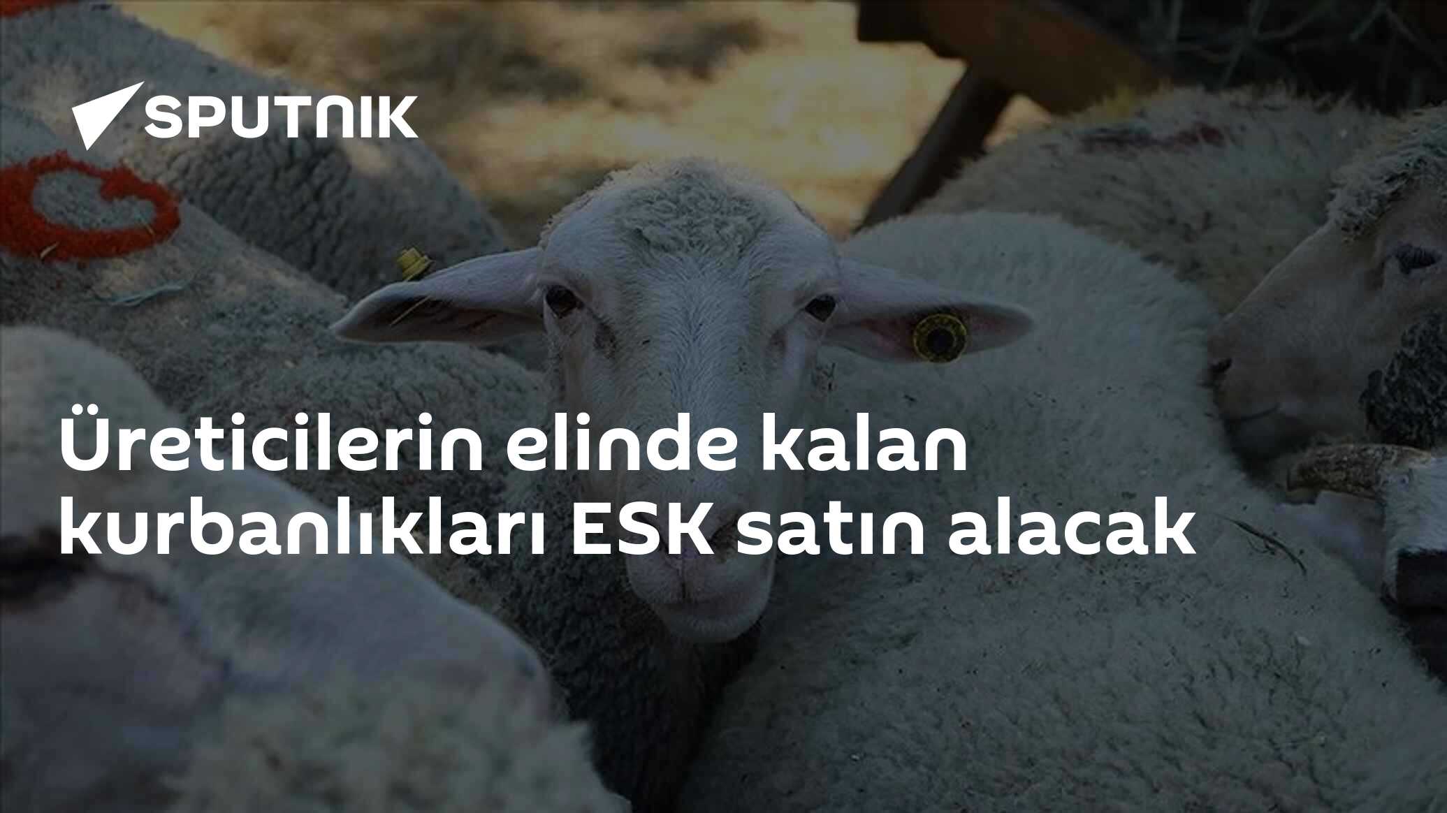 Üreticilerin elinde kalan kurbanlıkları ESK satın alacak